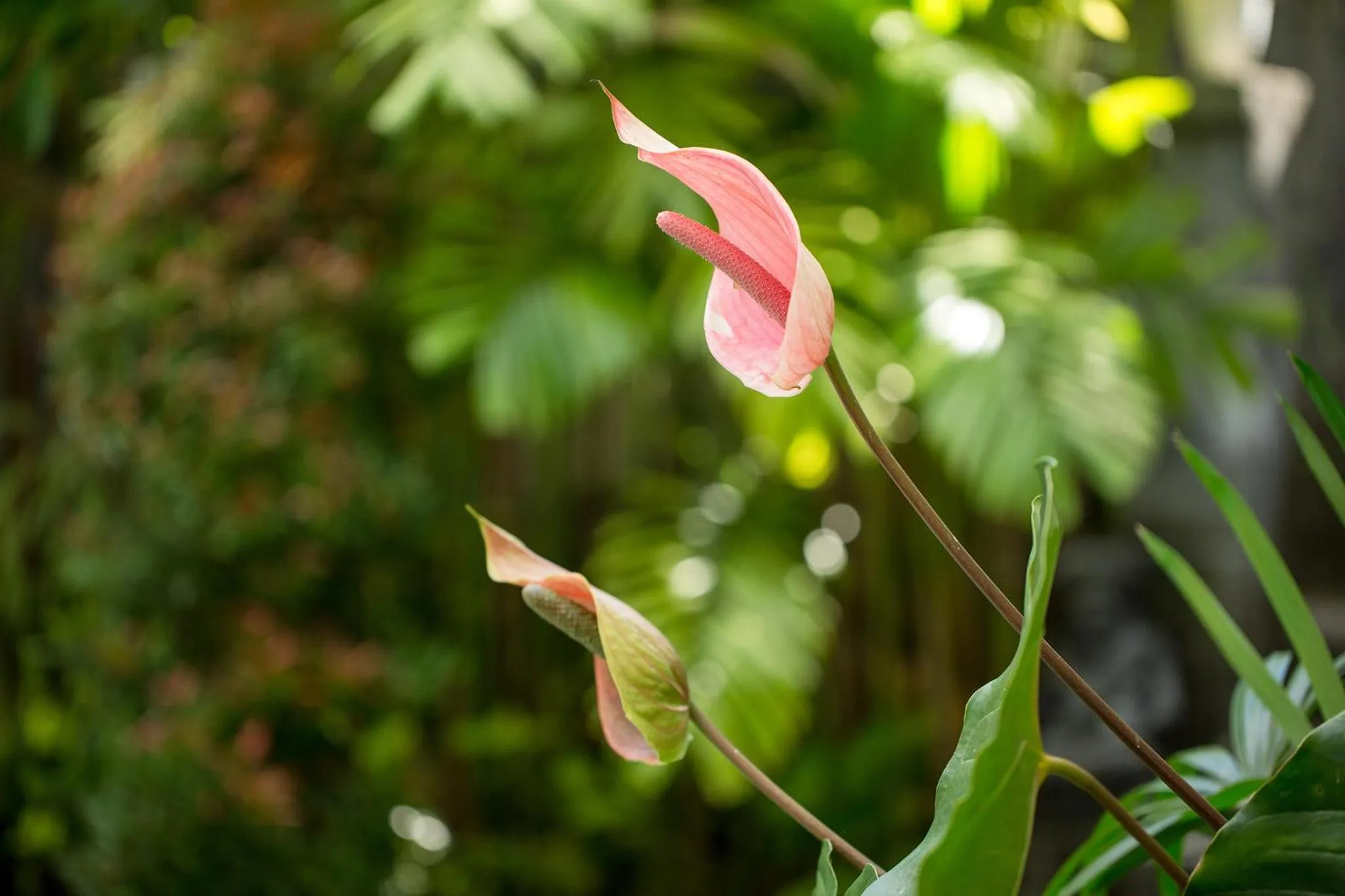 Garden in Pundi Kaya