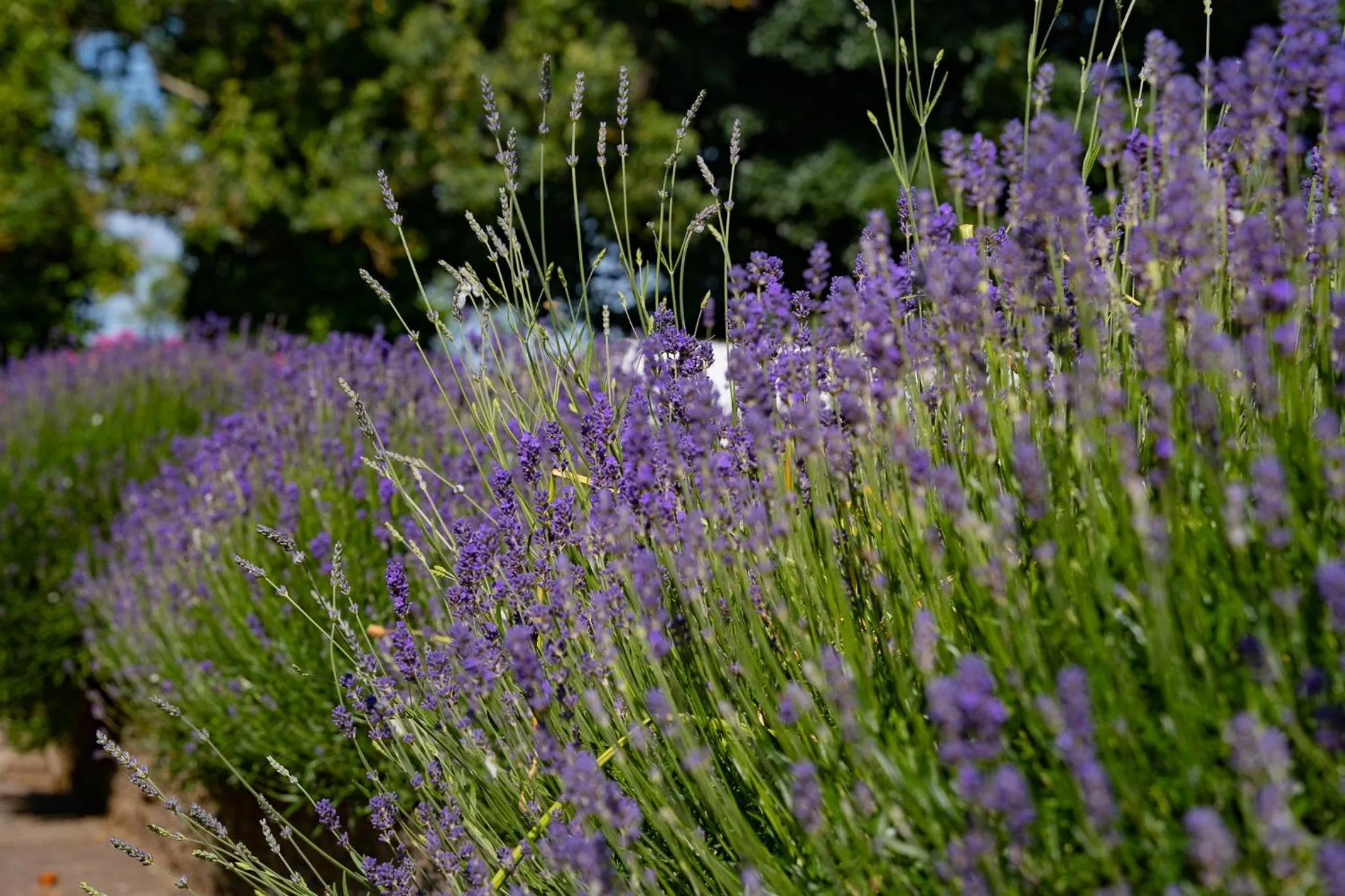 Property building in The Briers Country House