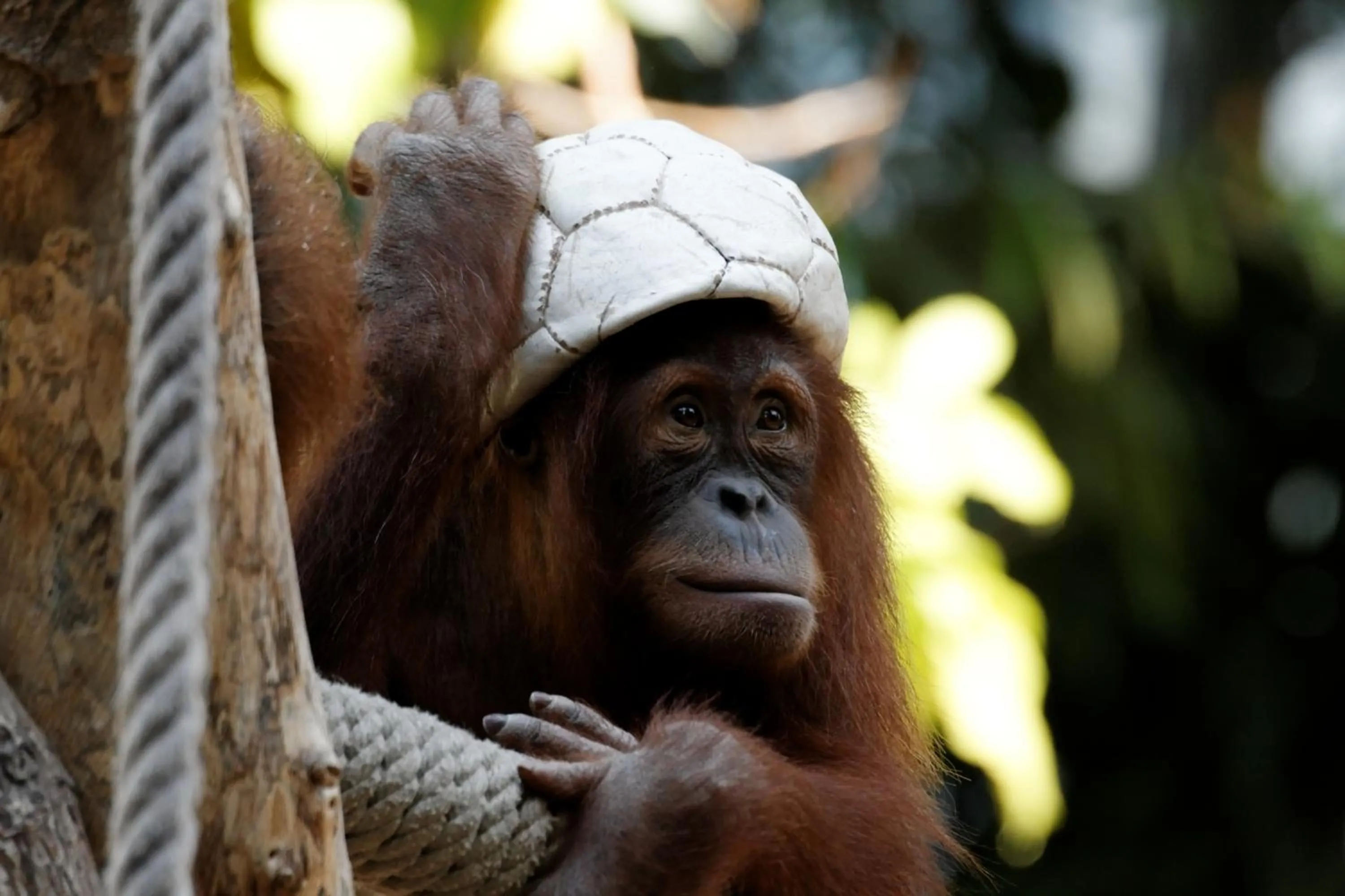 Neighbourhood in Park-Hotel Hagenbeck