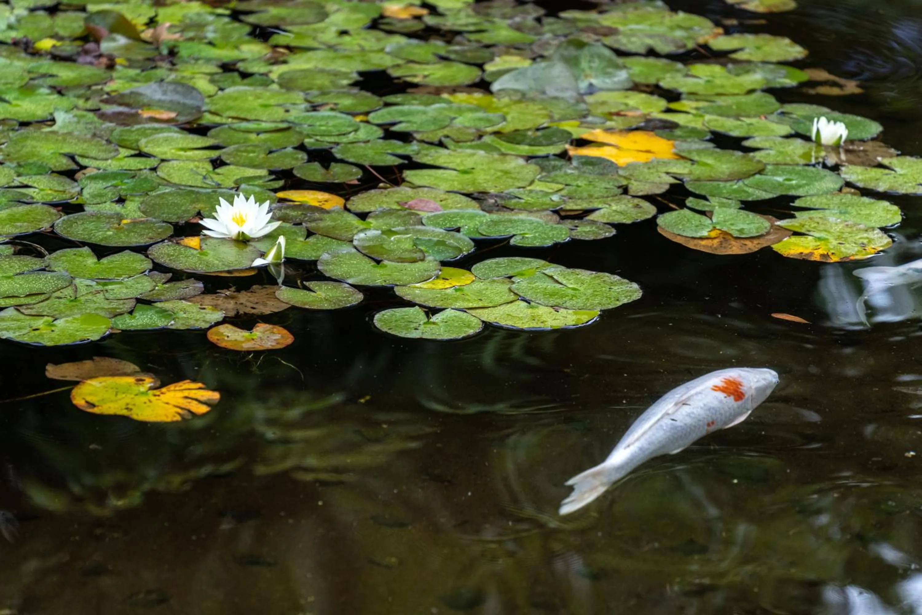 Area and facilities in 伊豆高原温泉ホテル 森の泉