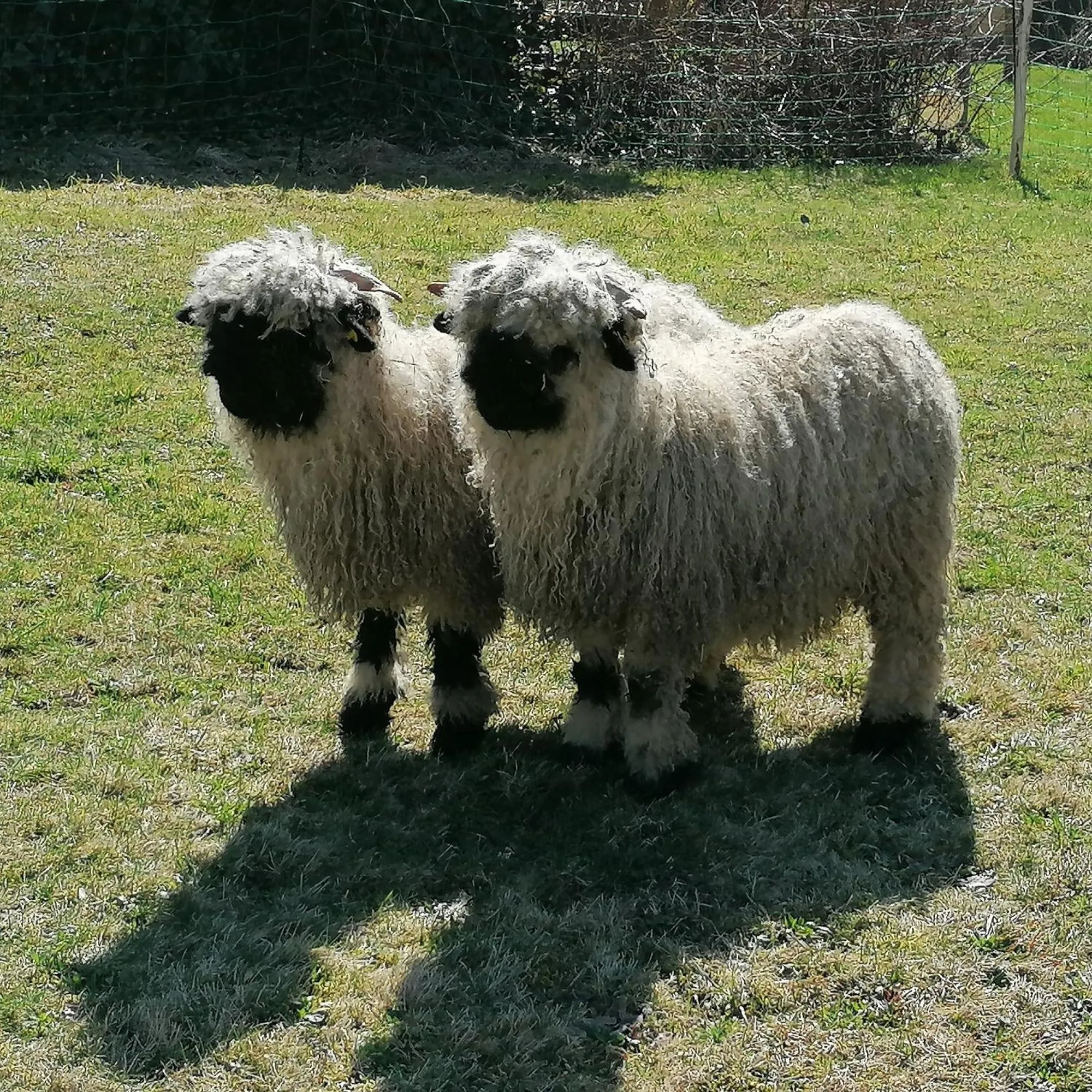 Animals in Ferienhof Bitschnau