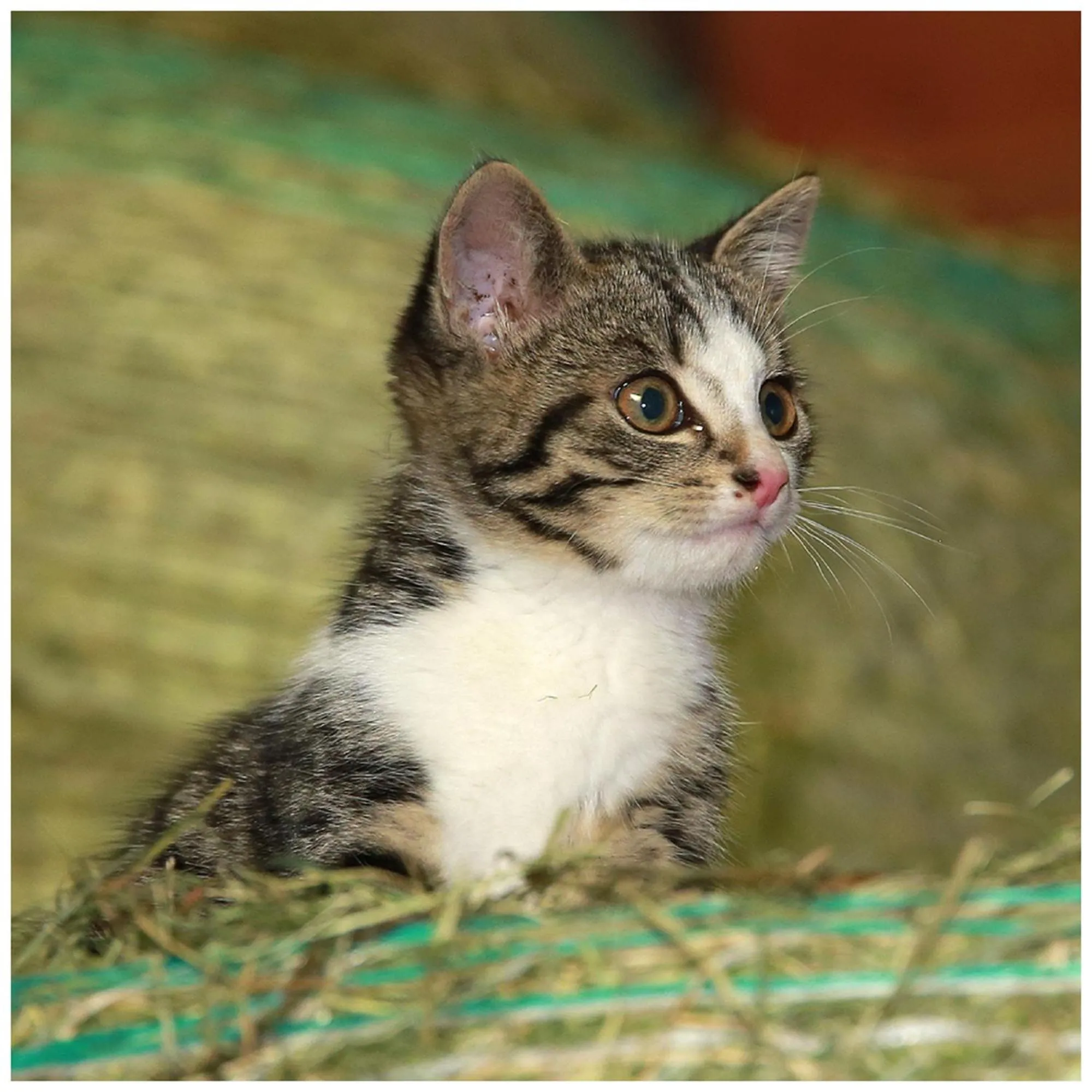 Pets in Ferienhof Bitschnau