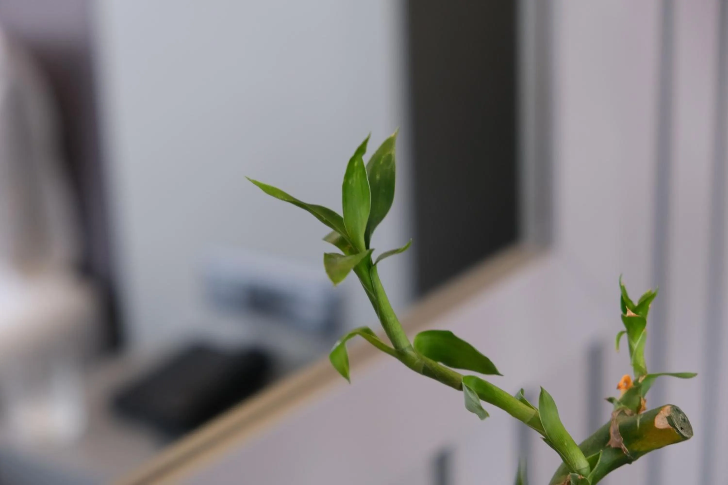 Massage in Dilens Bosphorus Hotel