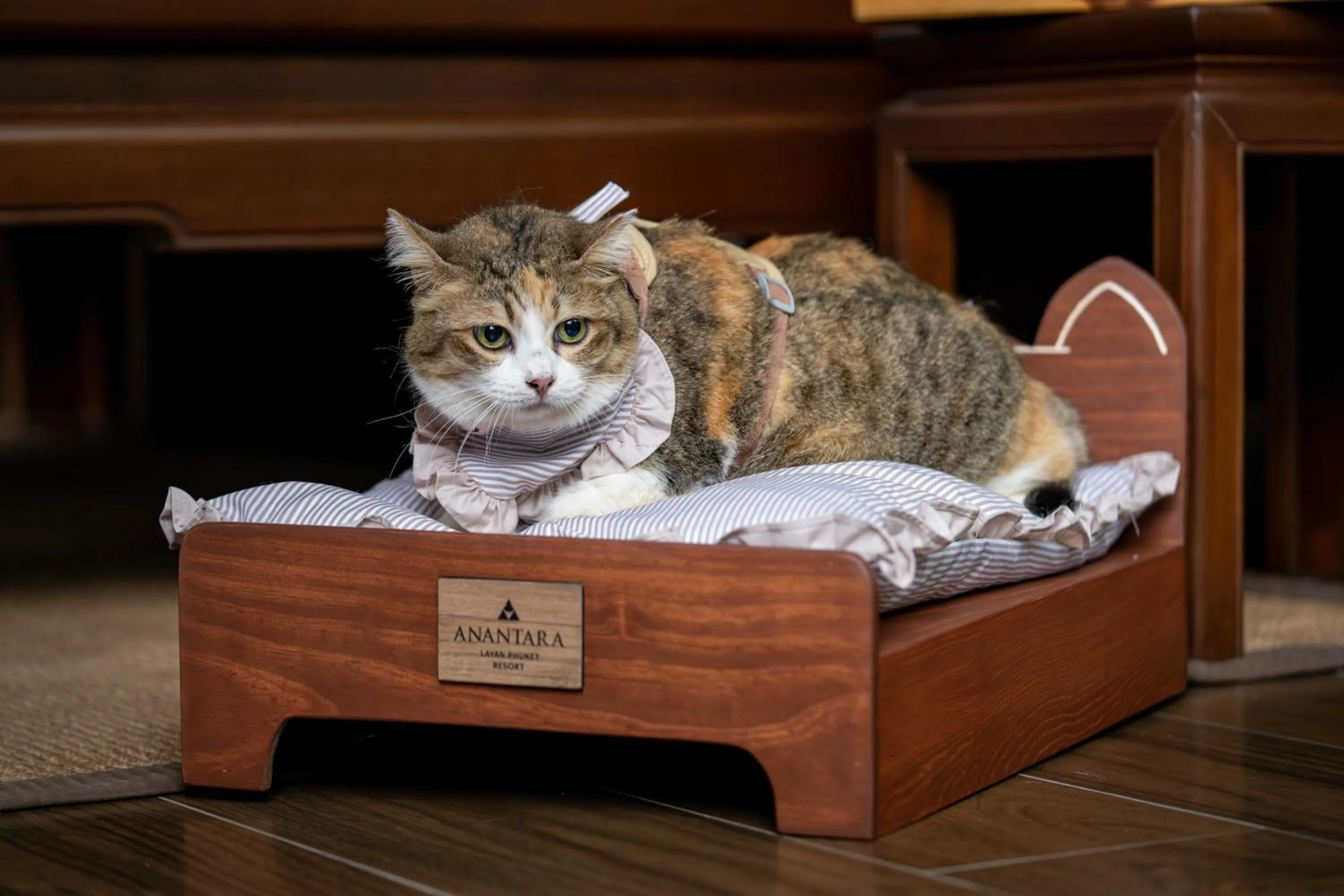 Pets in Anantara Layan Phuket Resort