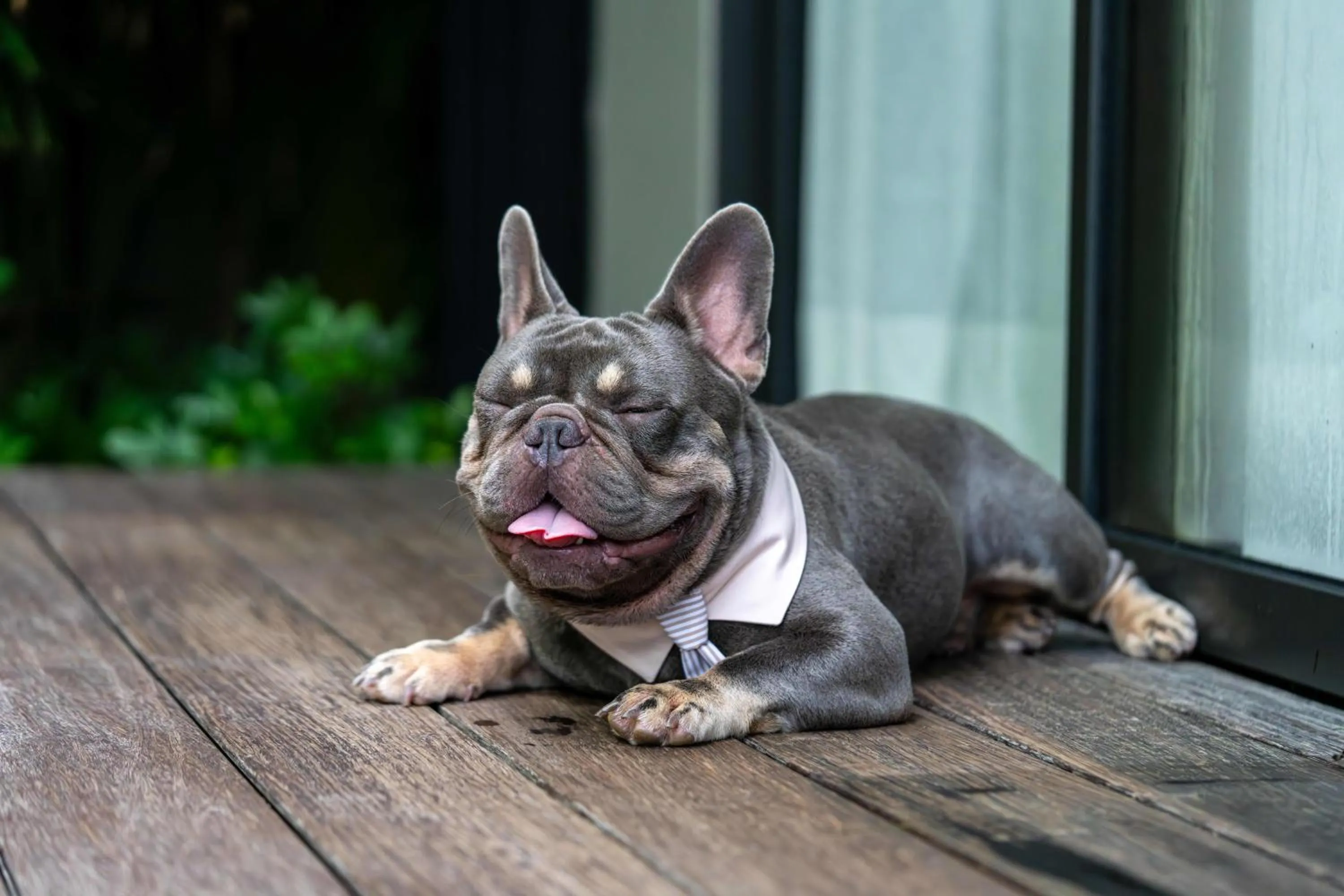 Pets in Anantara Layan Phuket Resort