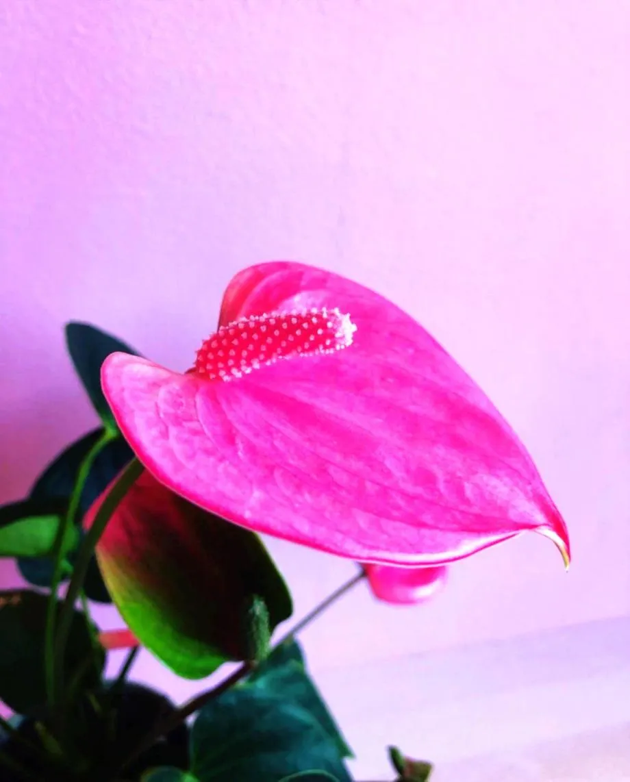 Decorative detail in Hotel MOANA絶景オーシャンビューカフェラウンジ朝食付き