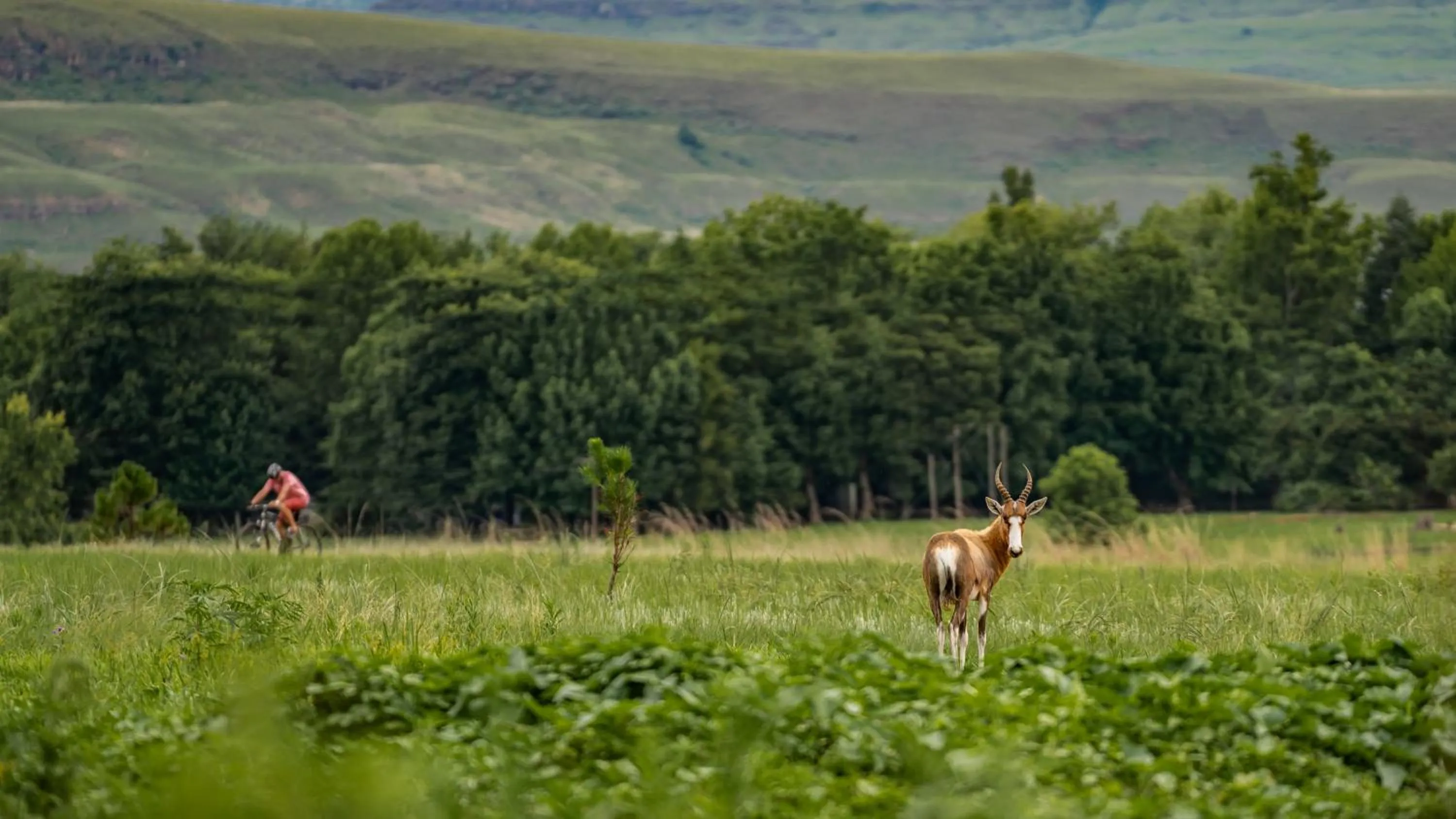 Natural landscape in Gooderson Monks Cowl Golf Resort