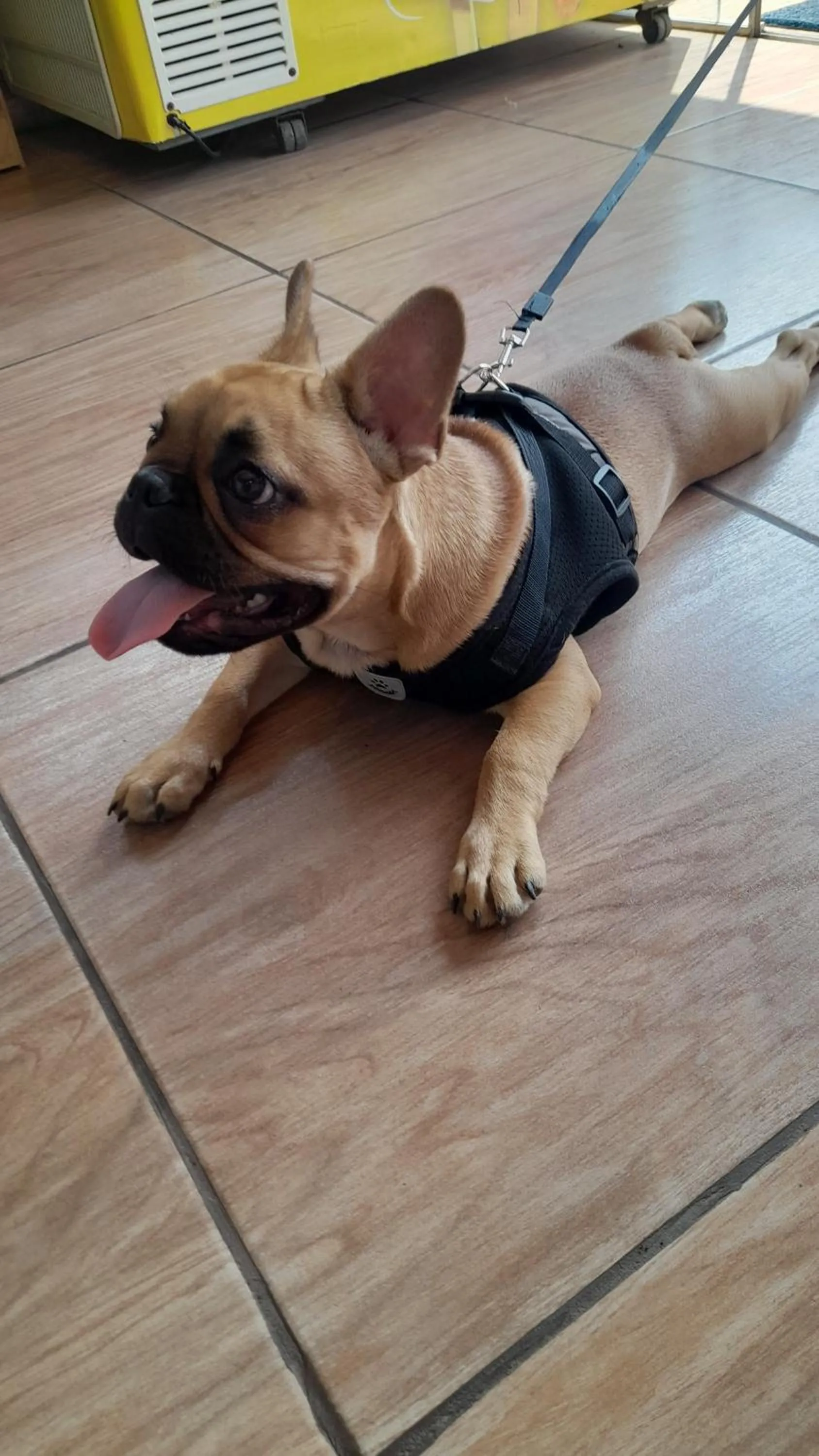 Pets in Pousada Encantos de Socorro