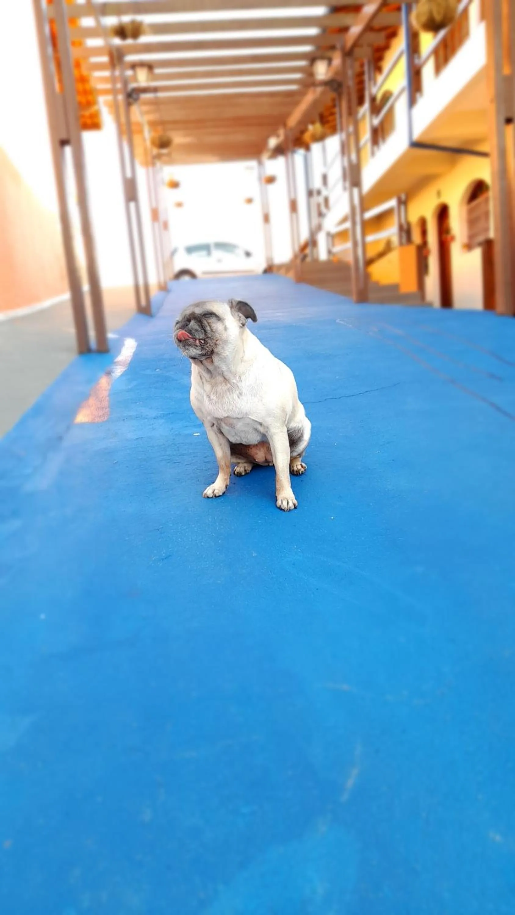 Pets in Pousada Encantos de Socorro