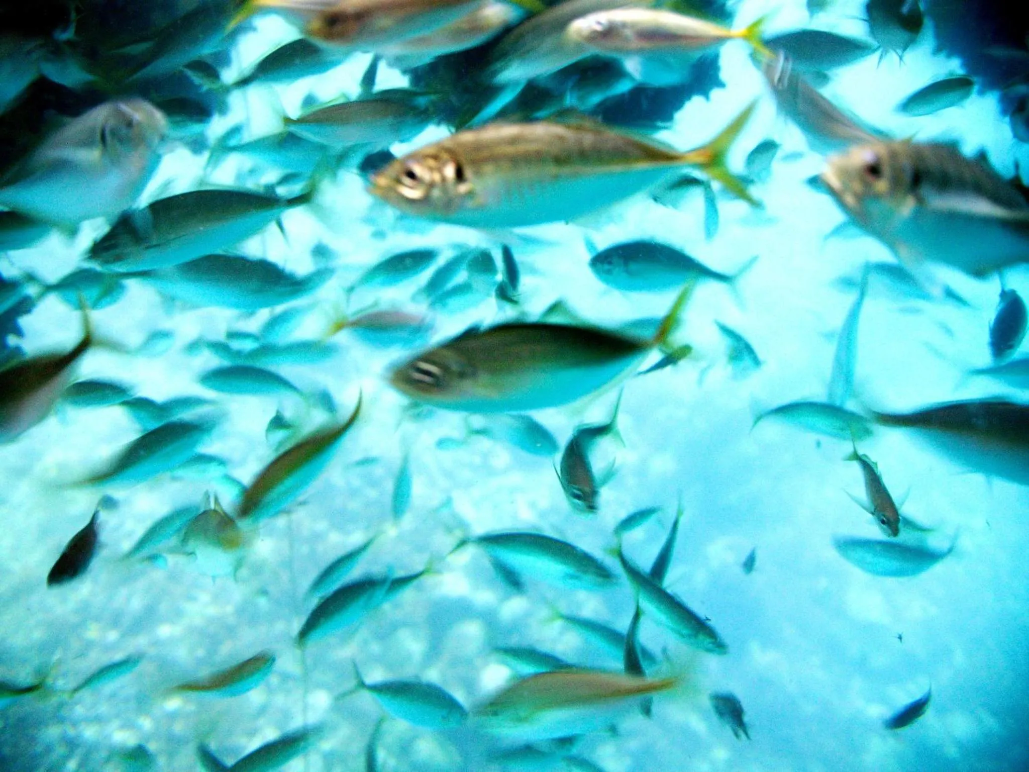 Other in Noto Hyakurakusou