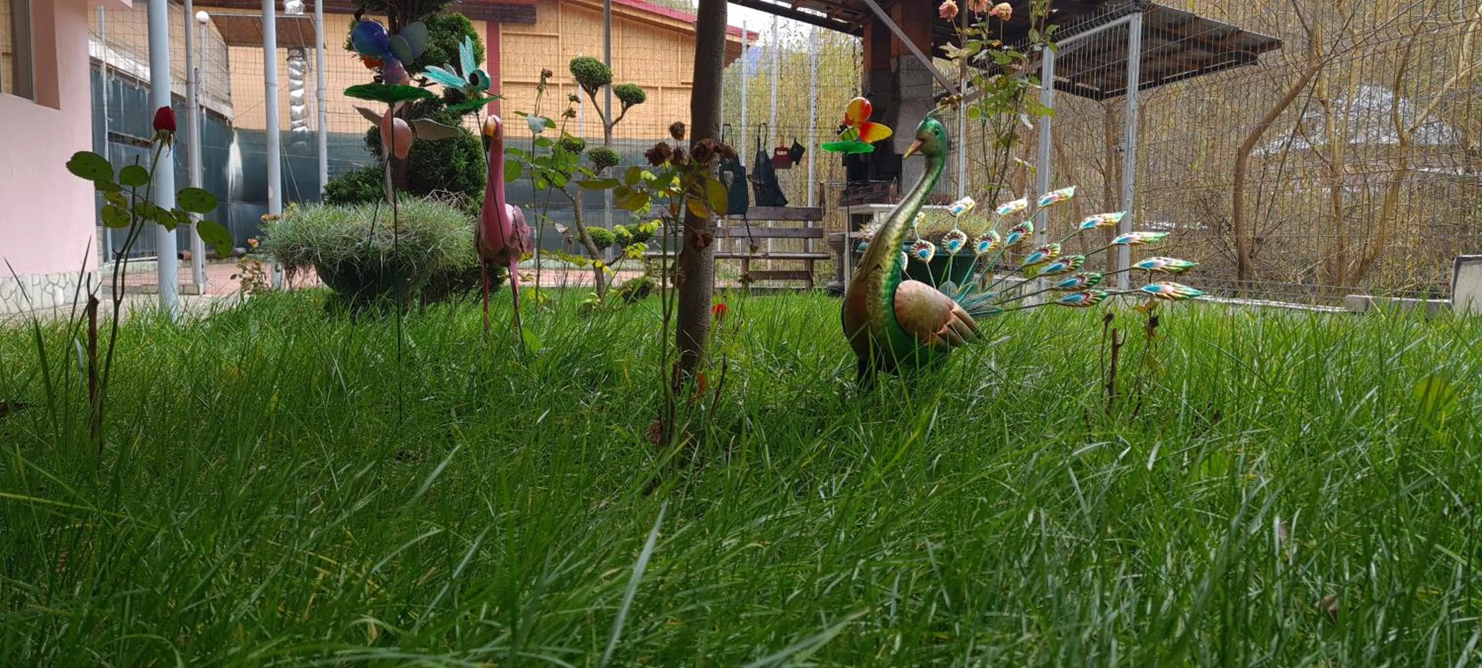 Garden in Pensiunea Aurora - Great Hostel Voineasa