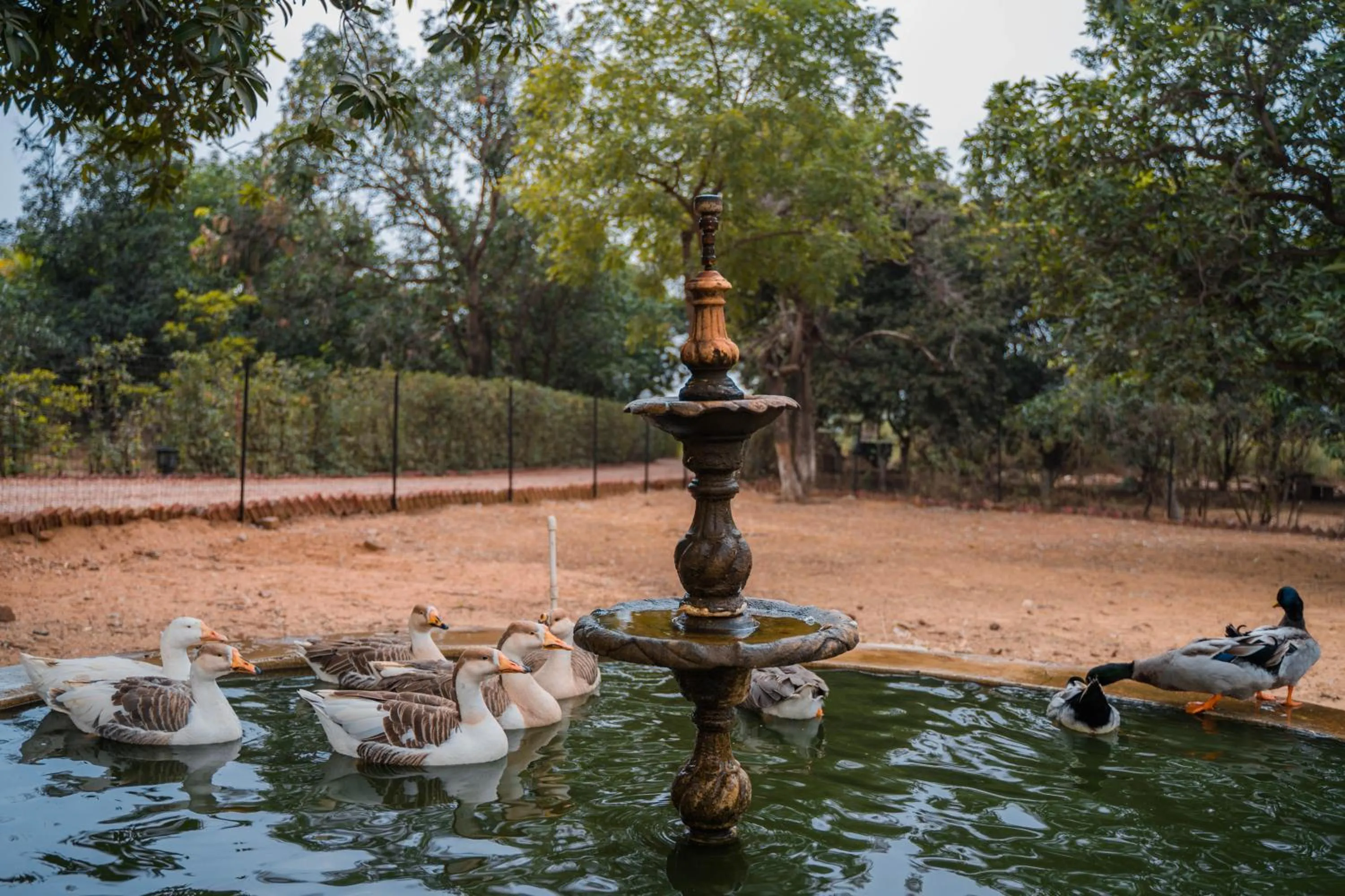 Clarks Safari Pushkar