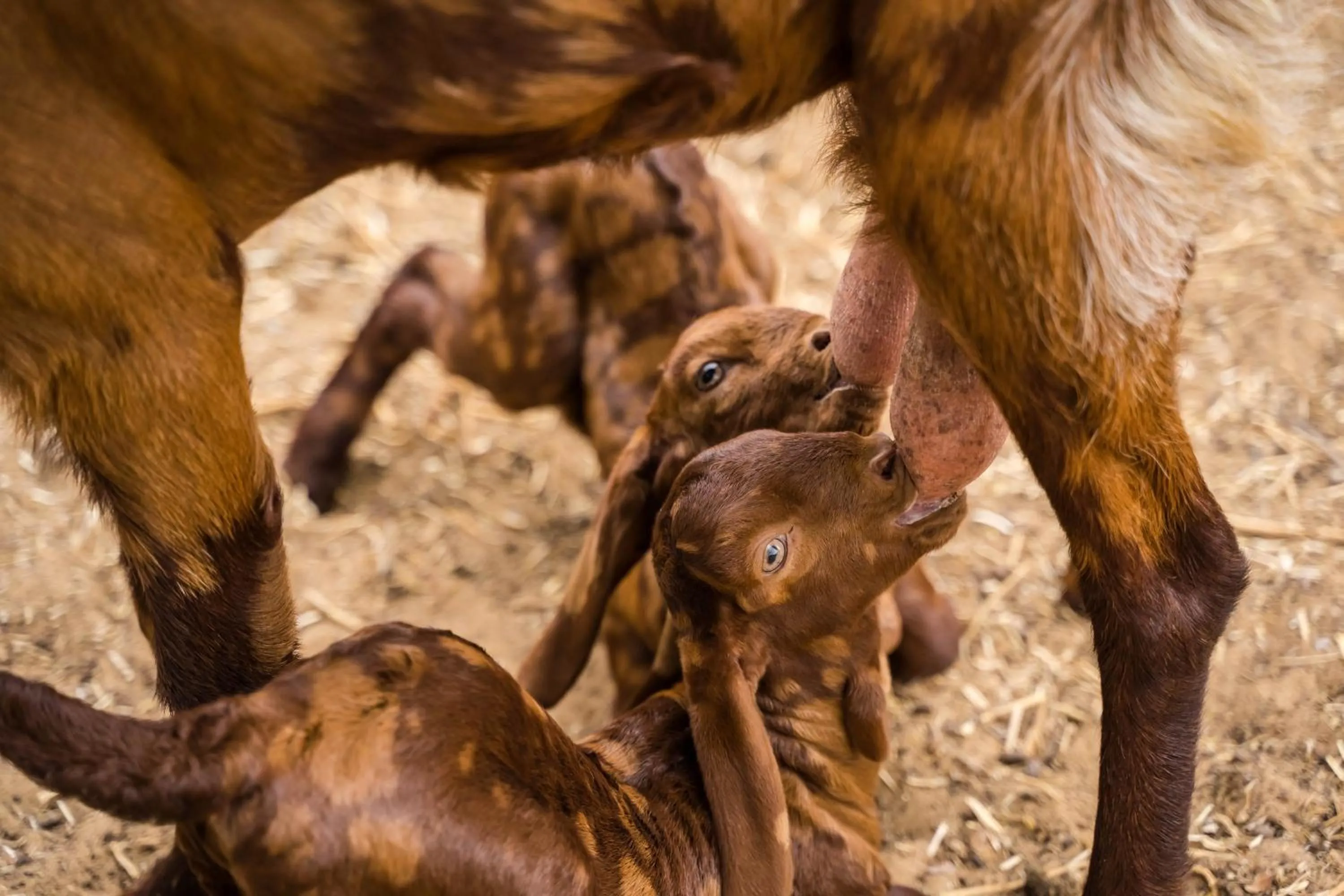 Clarks Safari Pushkar