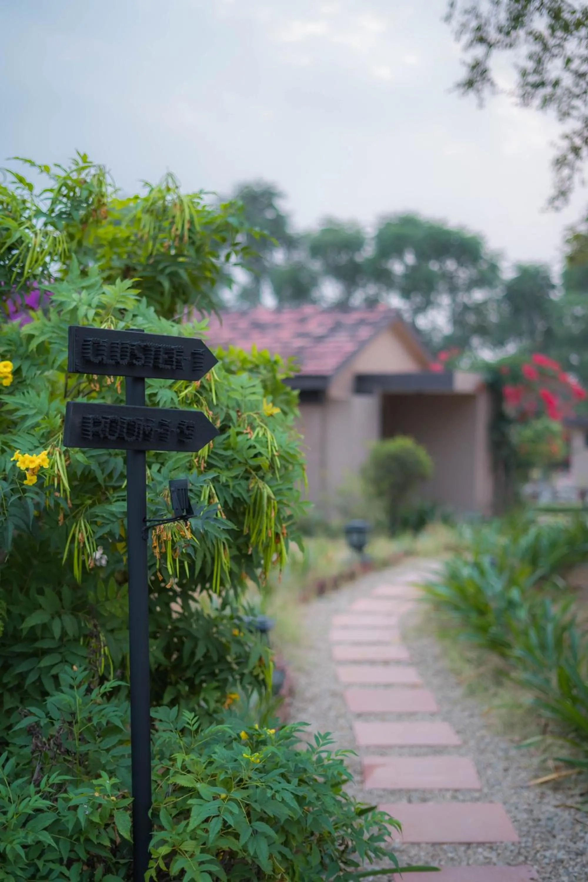 Clarks Safari Pushkar