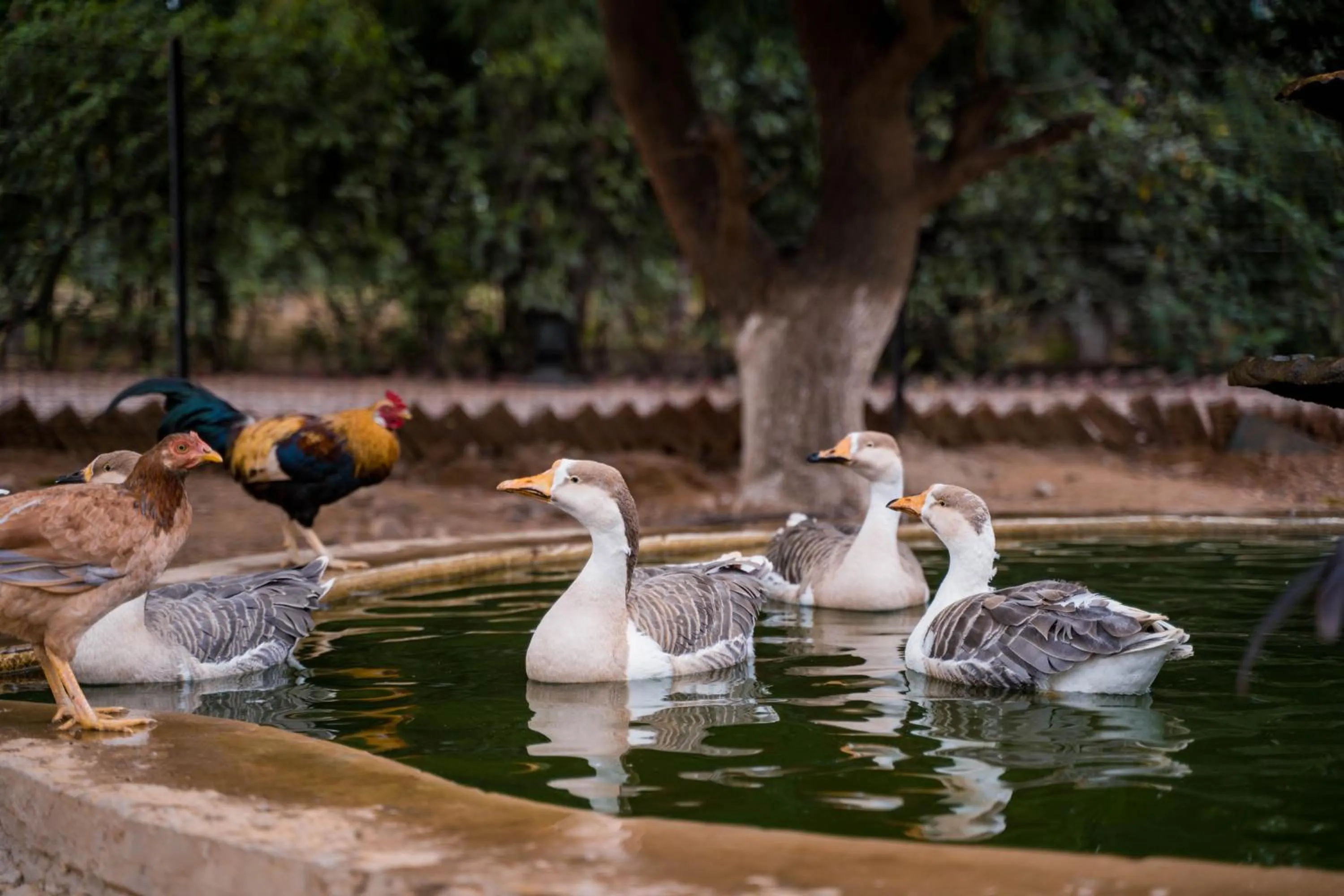 Clarks Safari Pushkar