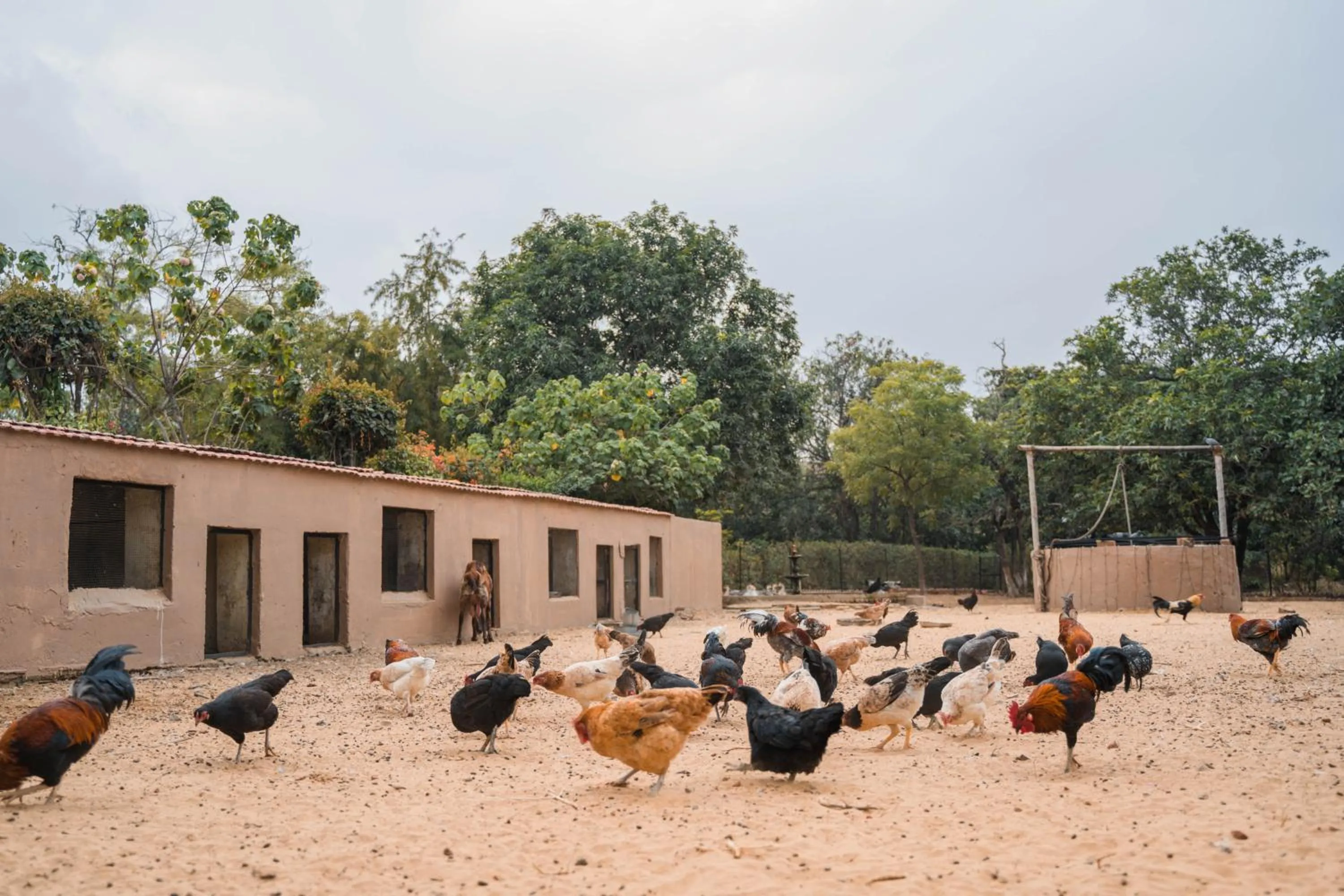 Clarks Safari Pushkar