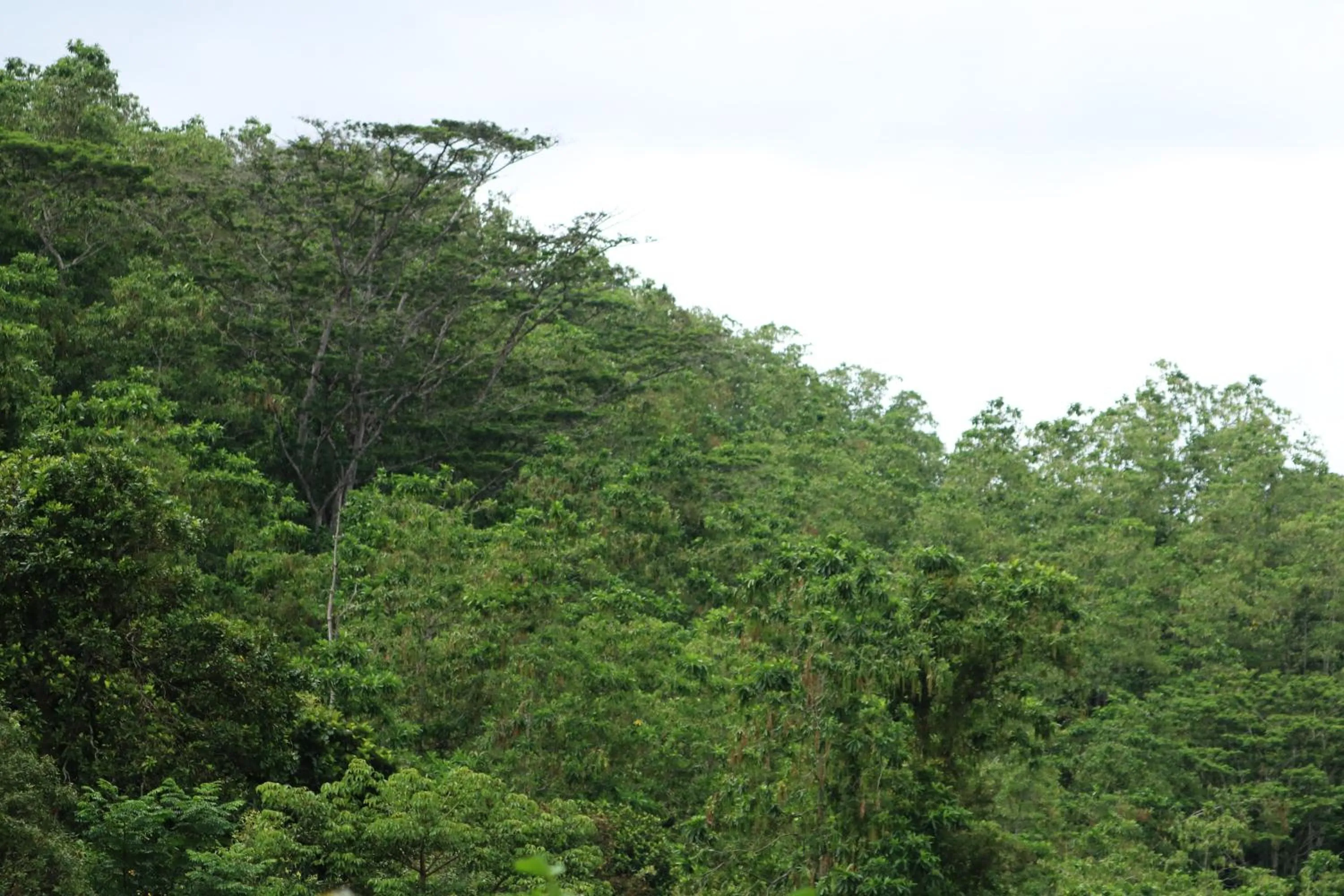 Natural landscape in Funk Bunks - Kandy