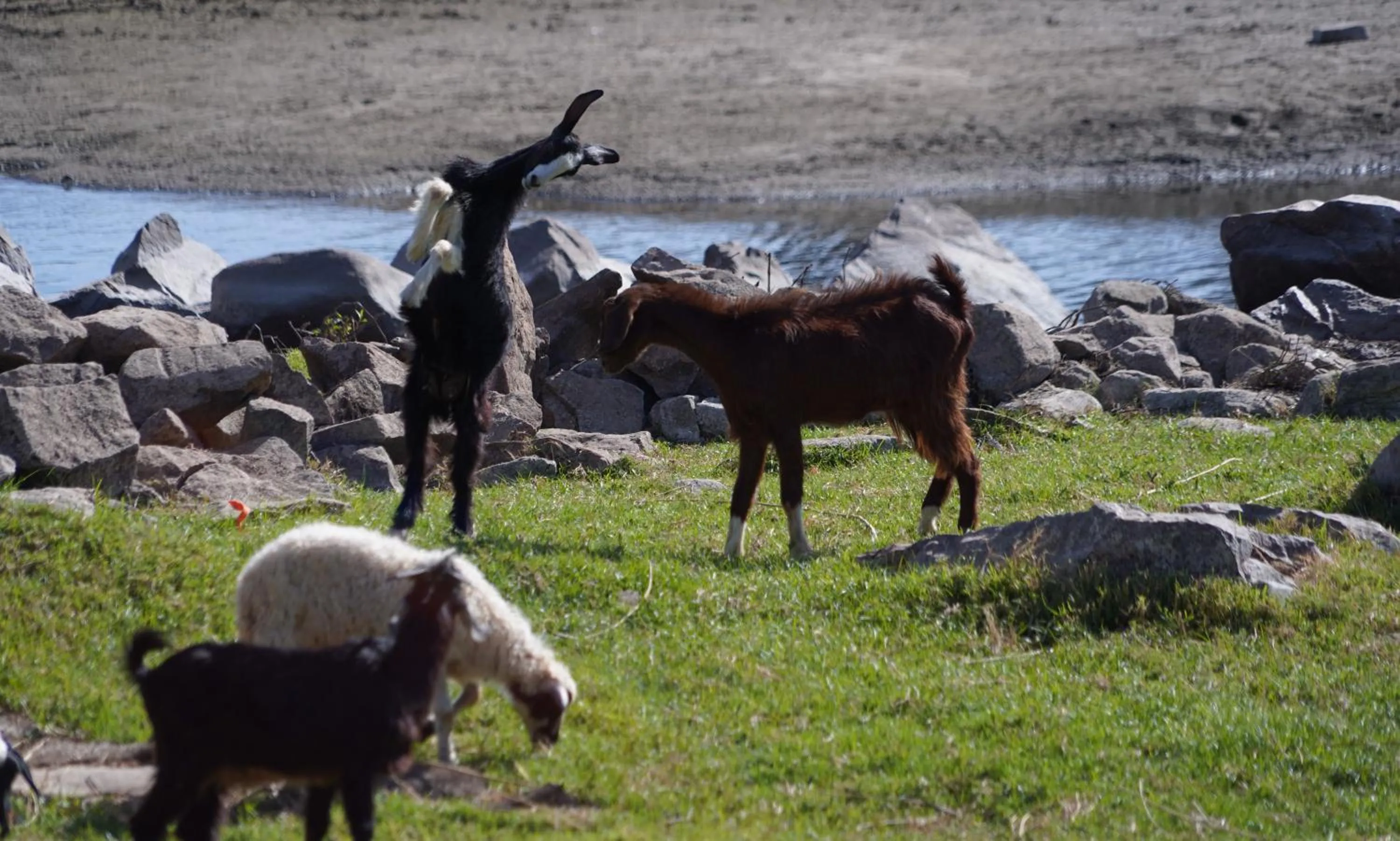 Animals in Artika Wadi Kiki Hotel