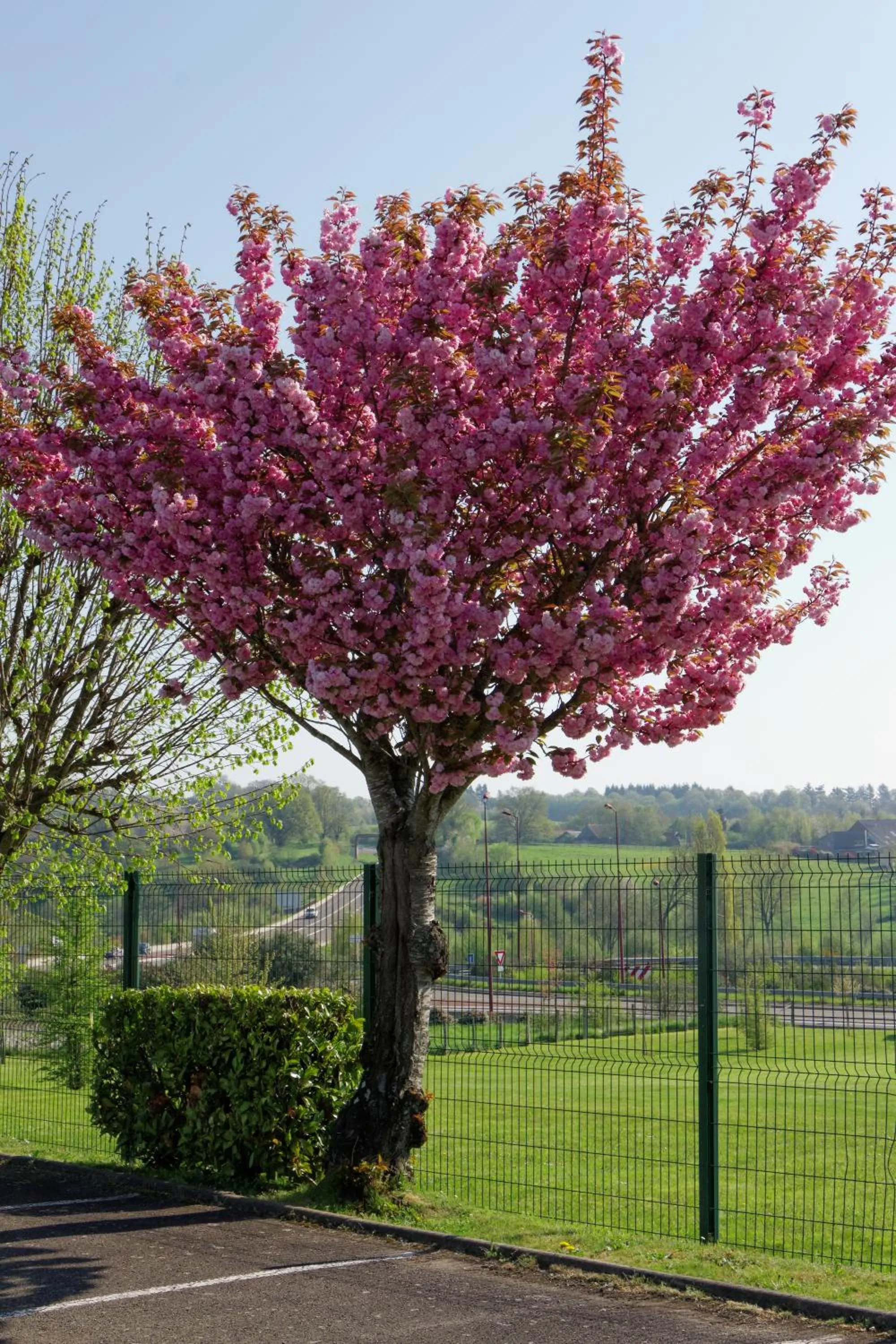 Garden in Fasthotel Le Mans Nord FH CONFORT