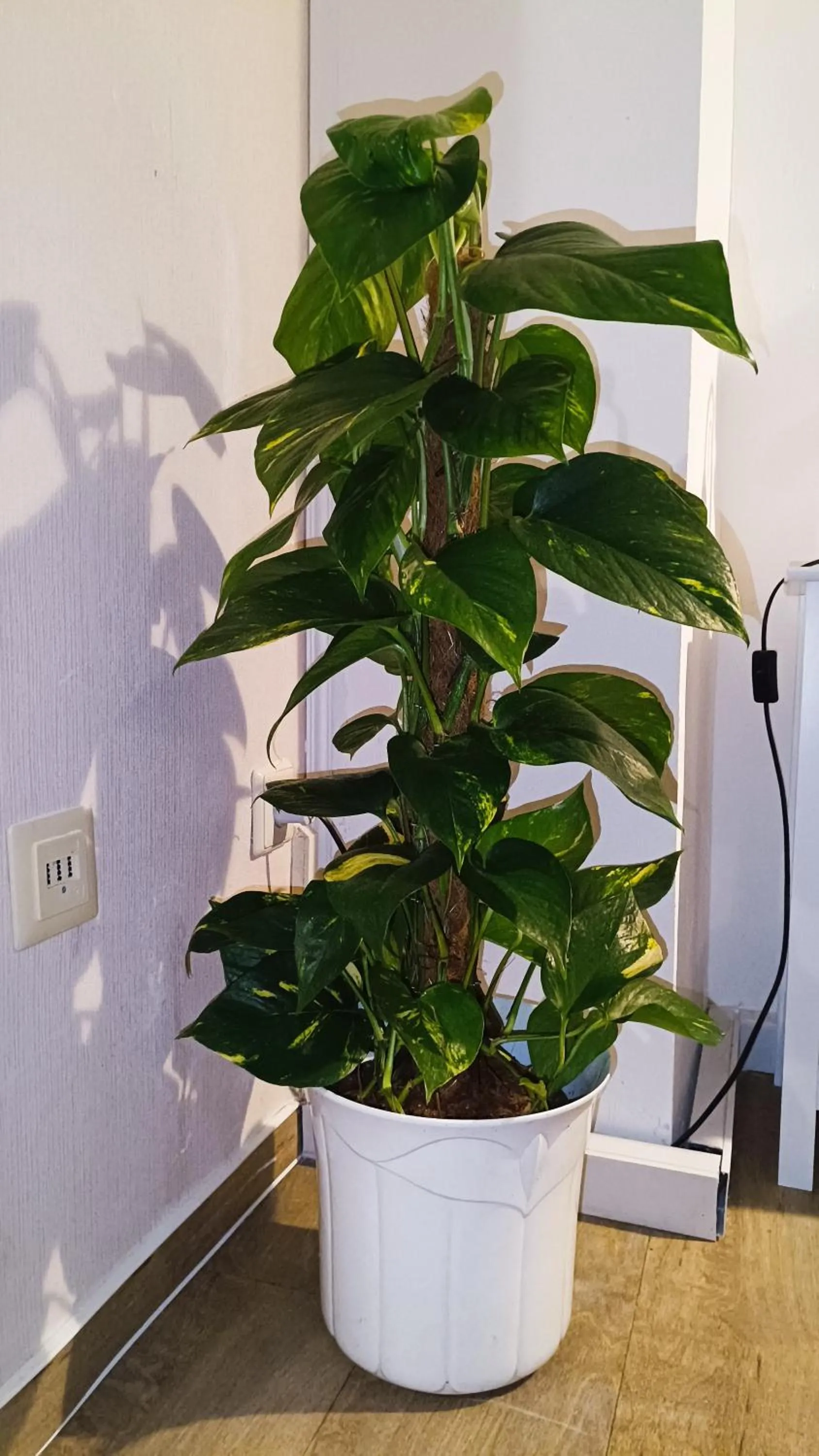 Photo of the whole room in Hotel Villa Alice