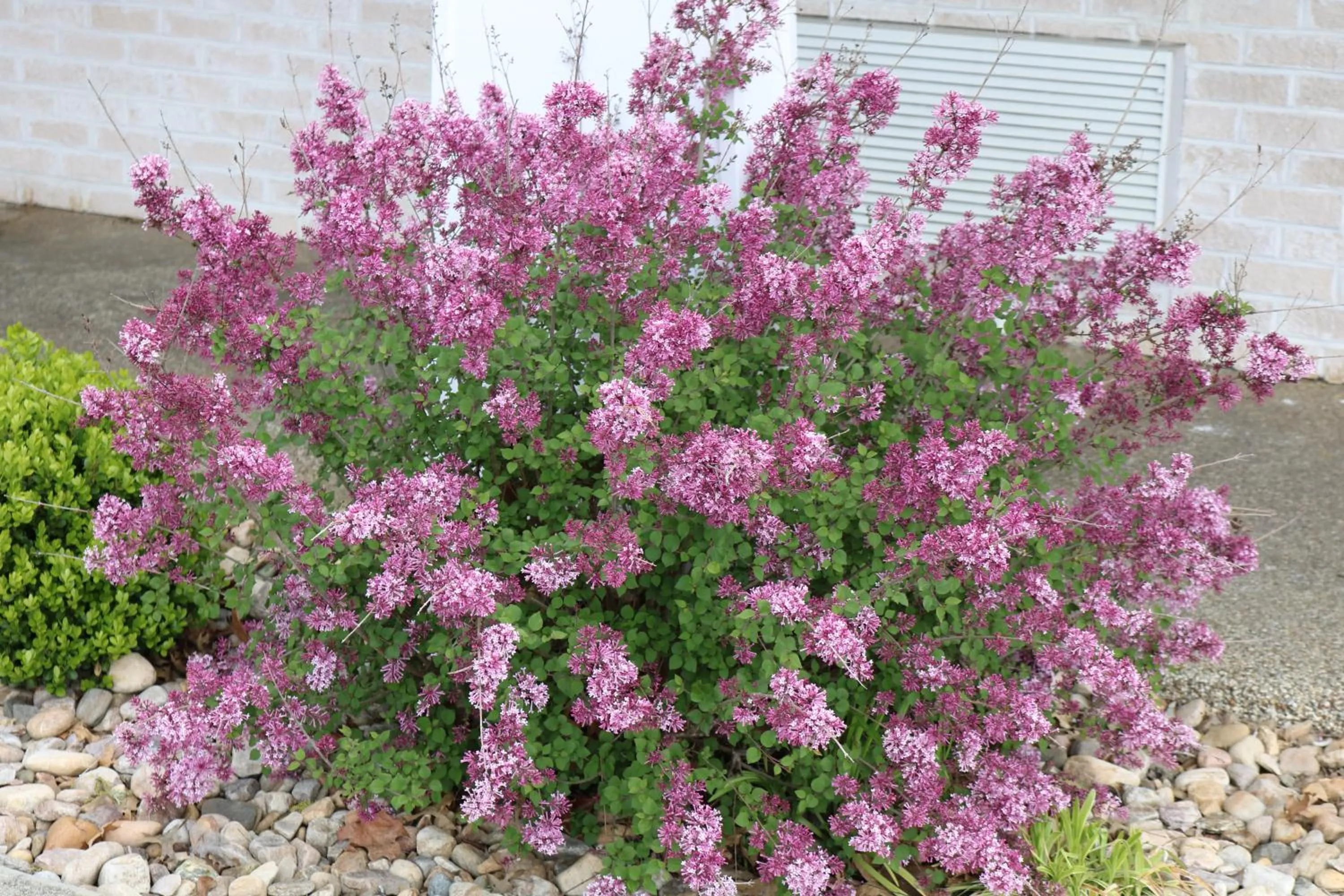 Garden in The Village Inn