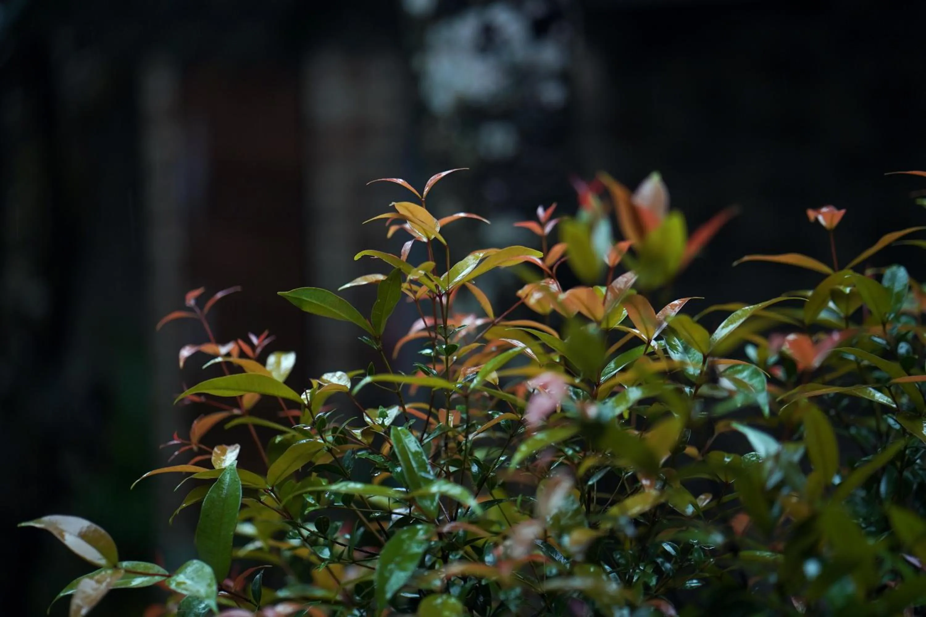 Garden view in Elephant Passage