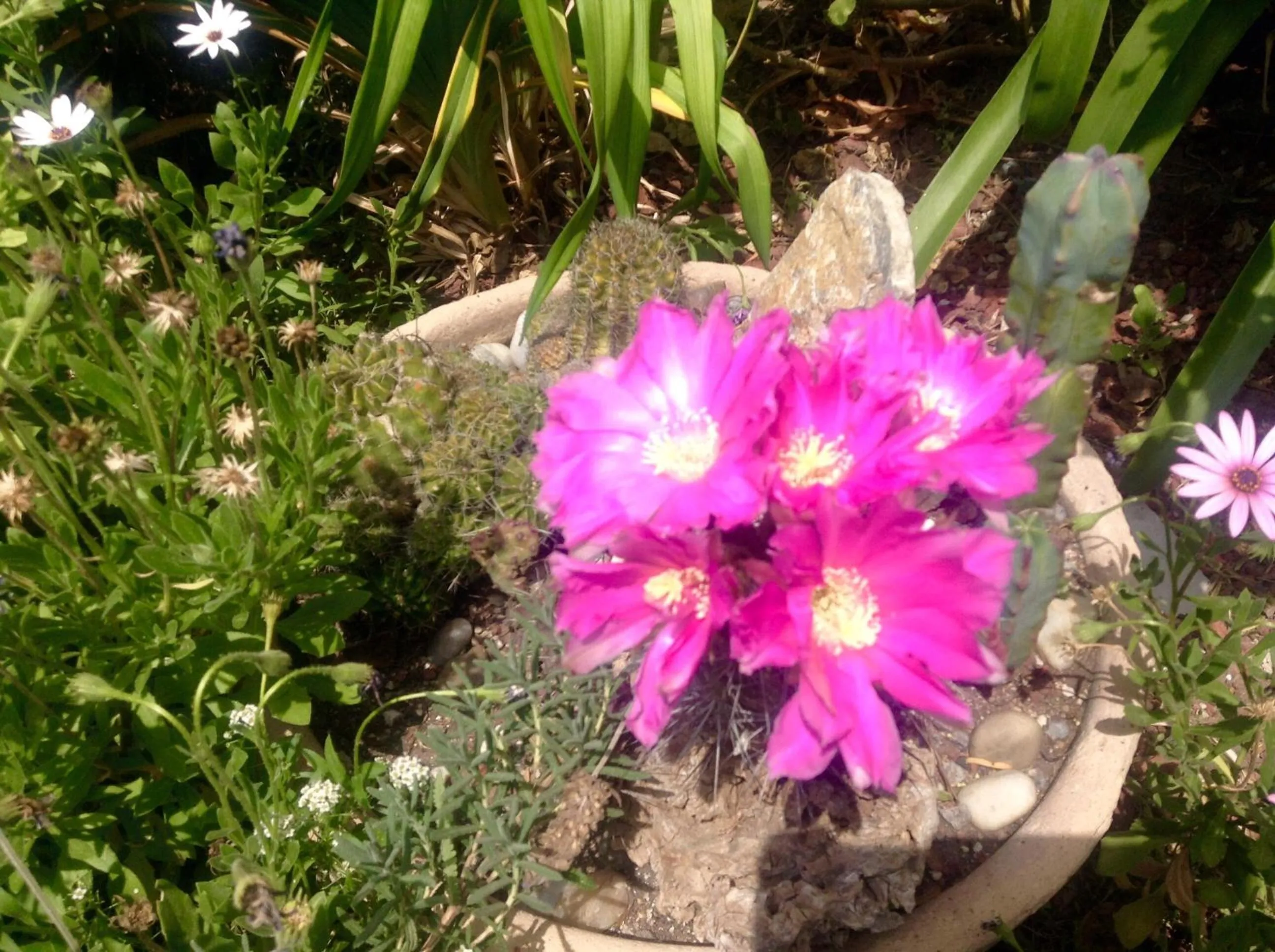 Garden in Hotel Secreto
