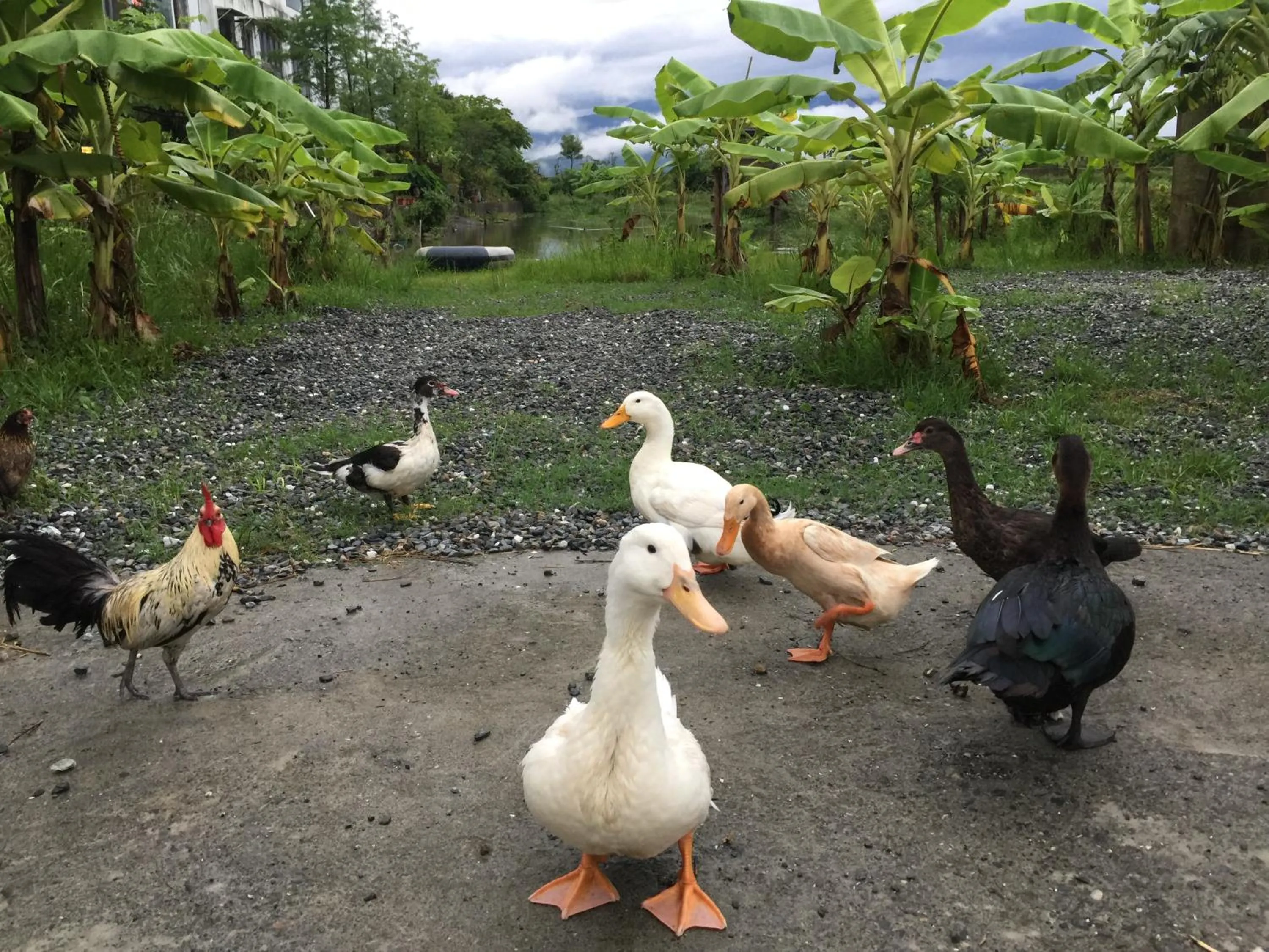 Pets in Beautiful Yilan Resort