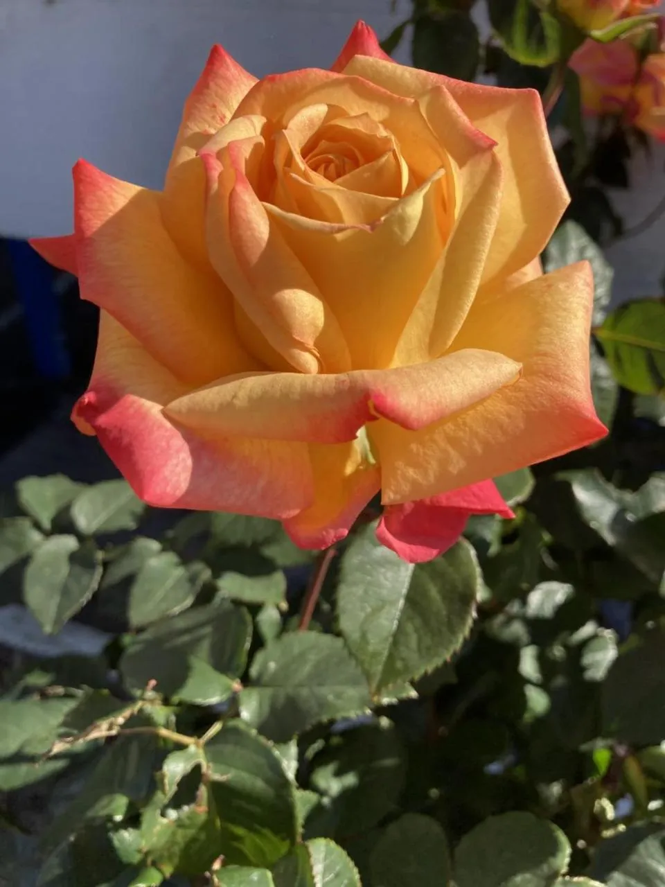 Garden in Coast Riders Inn