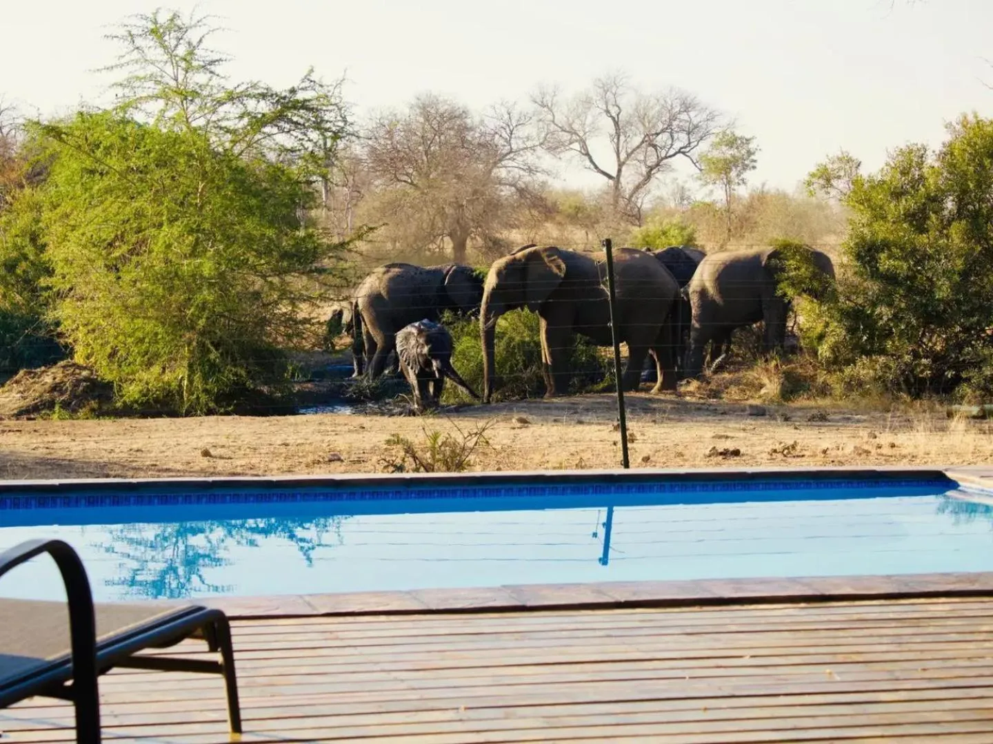 Swimming pool in Masodini Game Lodge
