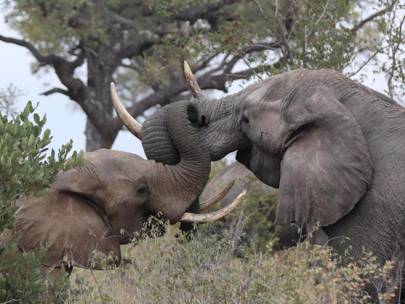 Natural landscape in Zazu Private Bush Lodge, Formerly Masodini