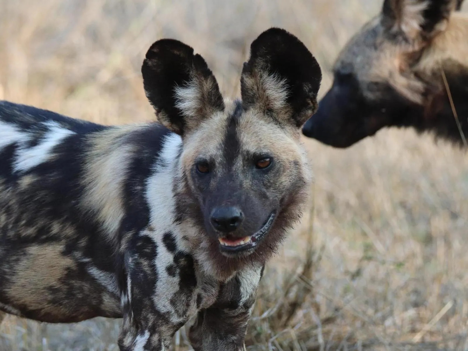 Natural landscape in Zazu Private Bush Lodge, Formerly Masodini