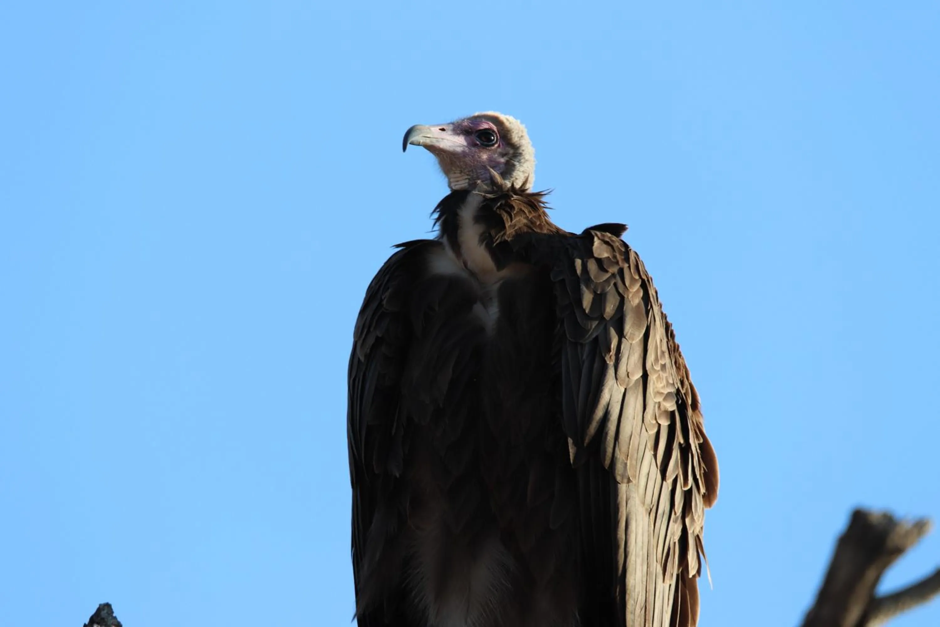 Animals in Masodini Game Lodge