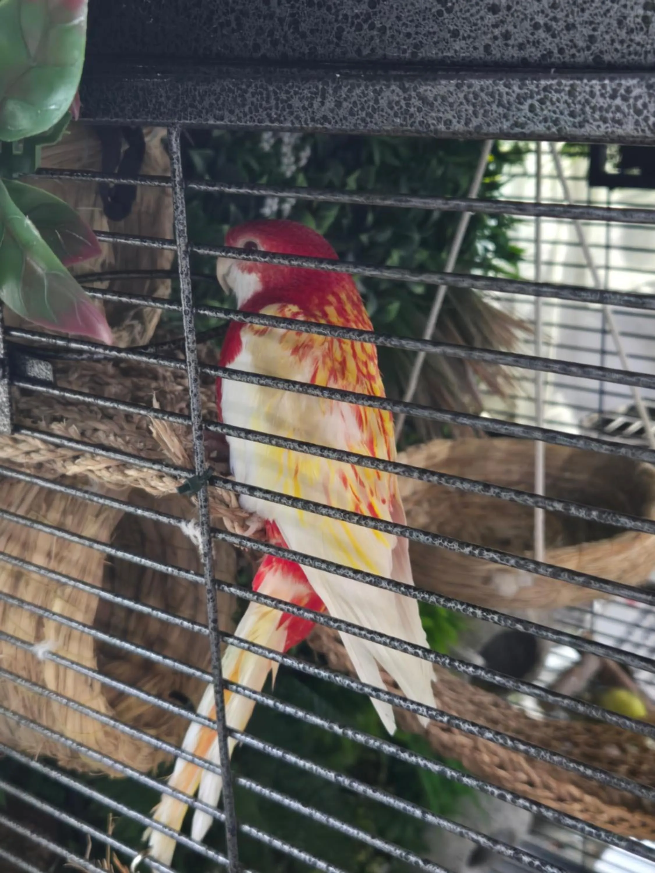 Animals in Barefoot mailman motel