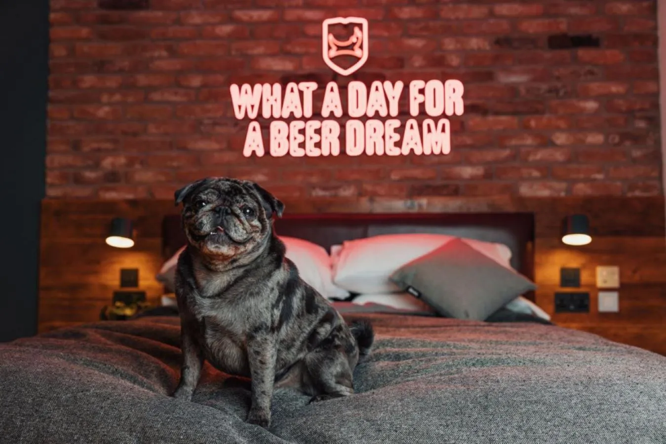 Pets, Bed in BrewDog DogHouse Edinburgh