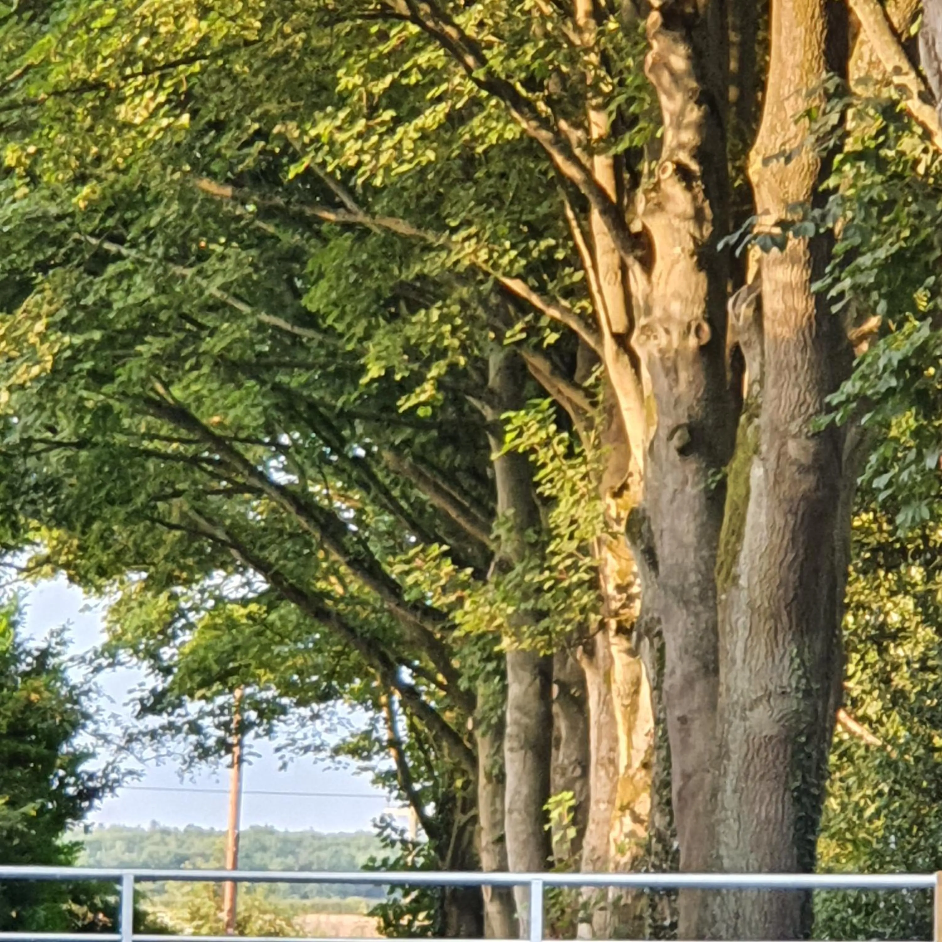 Garden in Wood Rising