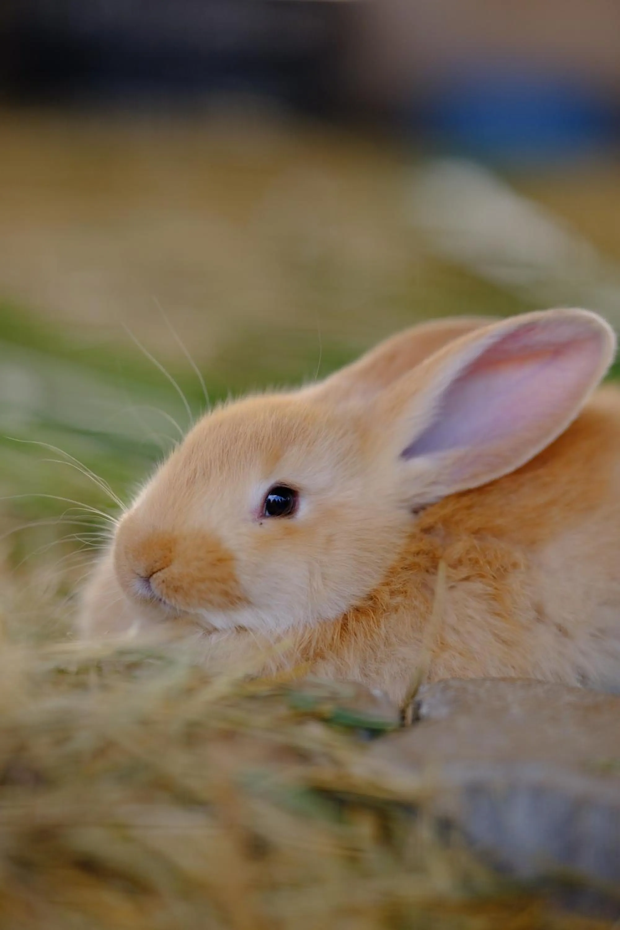 Hotel Chalés Capitanias