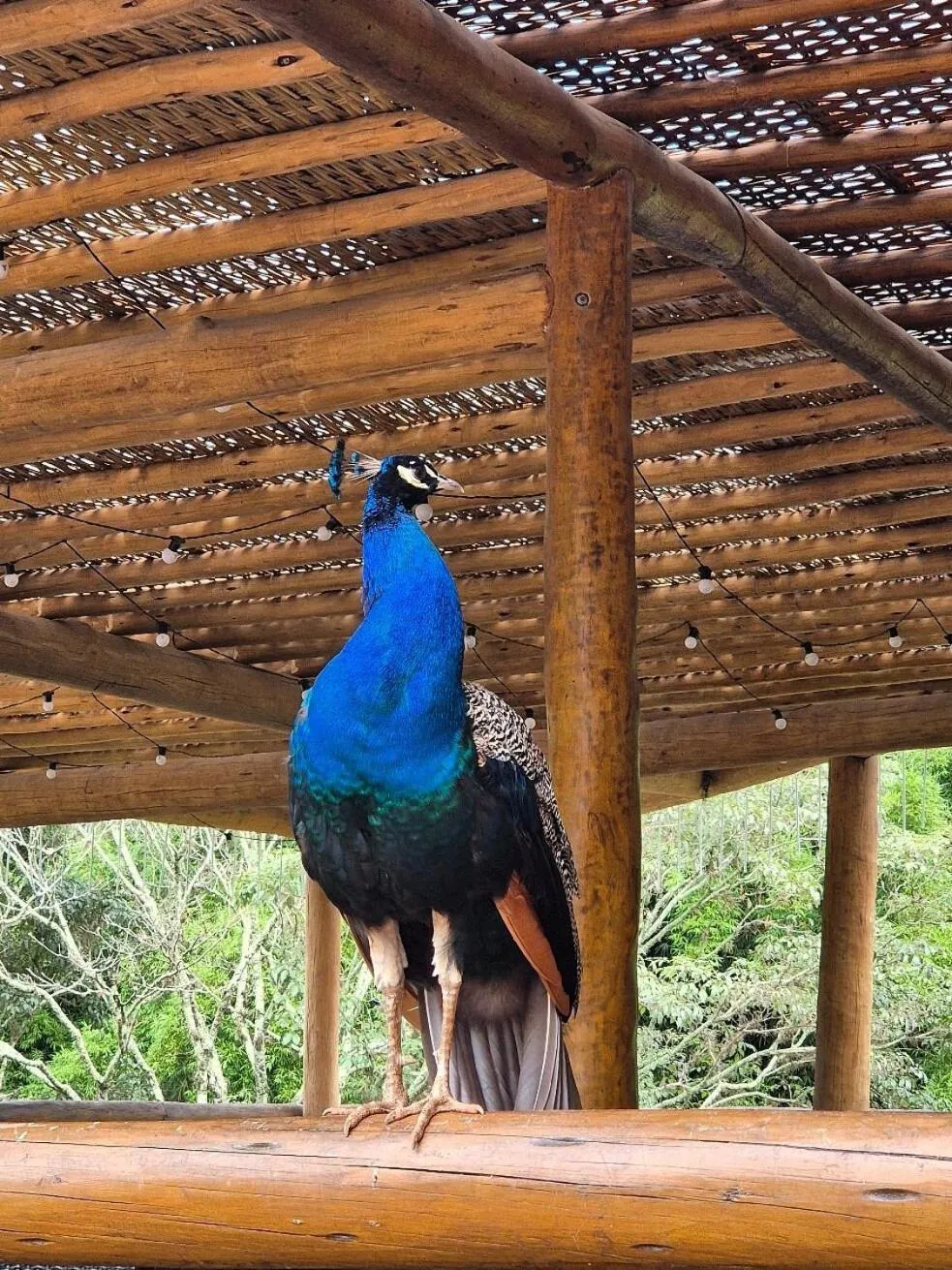Hotel Chalés Capitanias