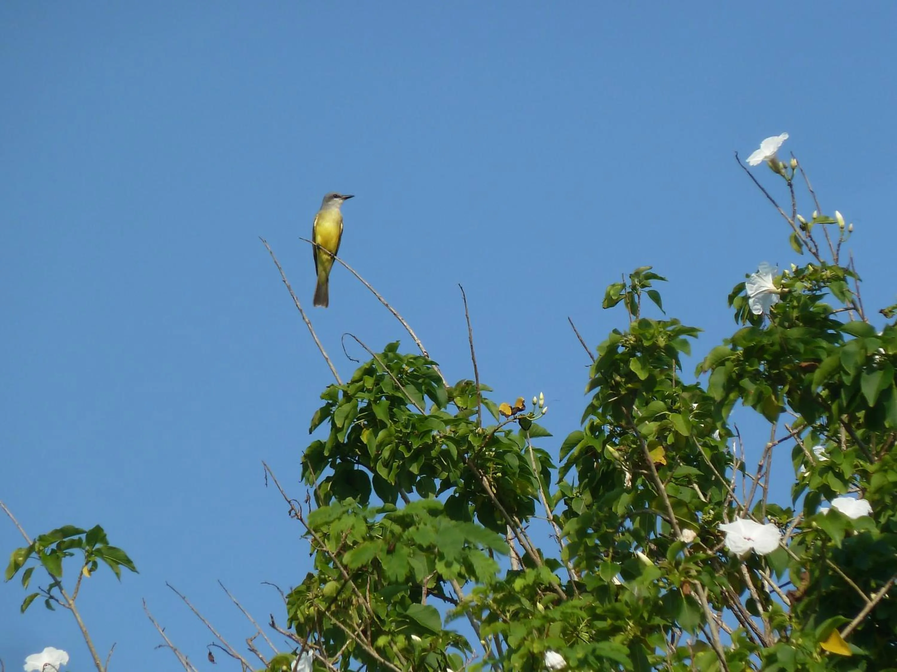 Facade/entrance in Las Alamandas