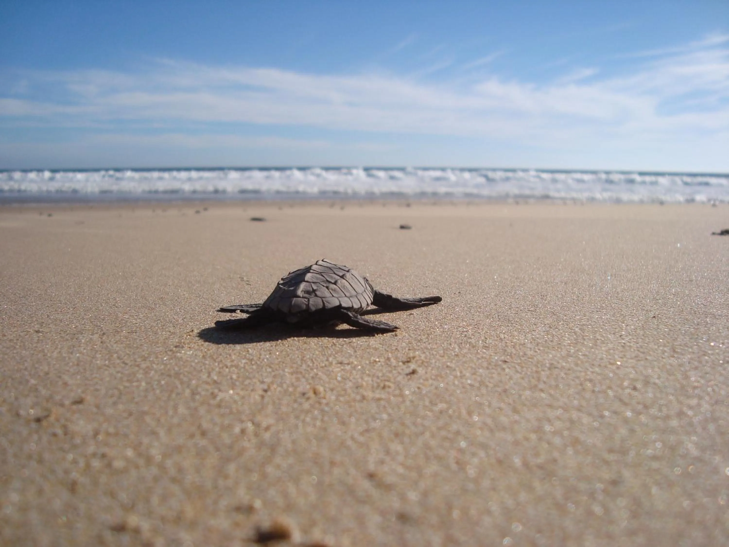 View (from property/room) in Las Alamandas