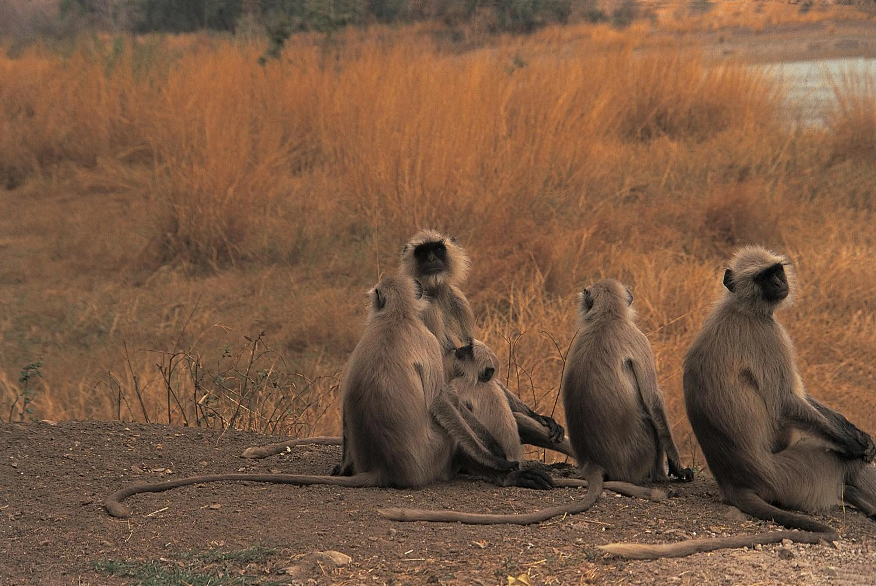 Nearby landmark in The Oberoi Vanyavilas Wildlife Resort, Ranthambhore