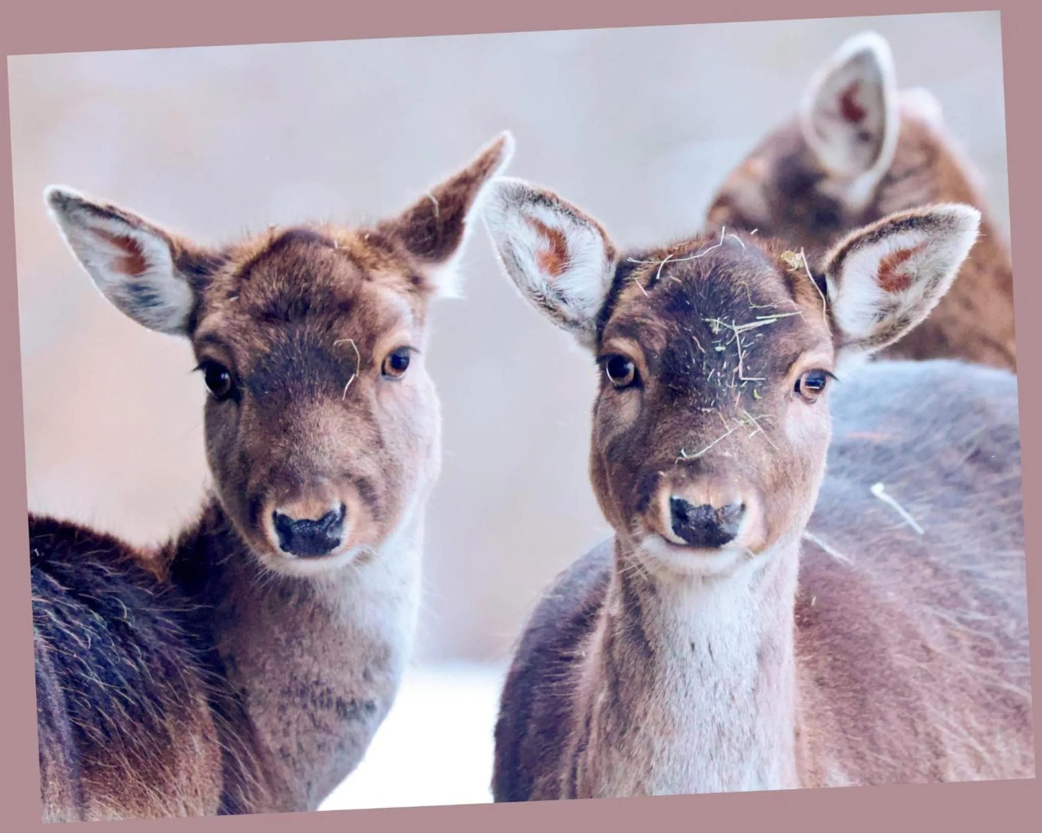 Animals in Hotel-Restaurant Bibermühle GmbH