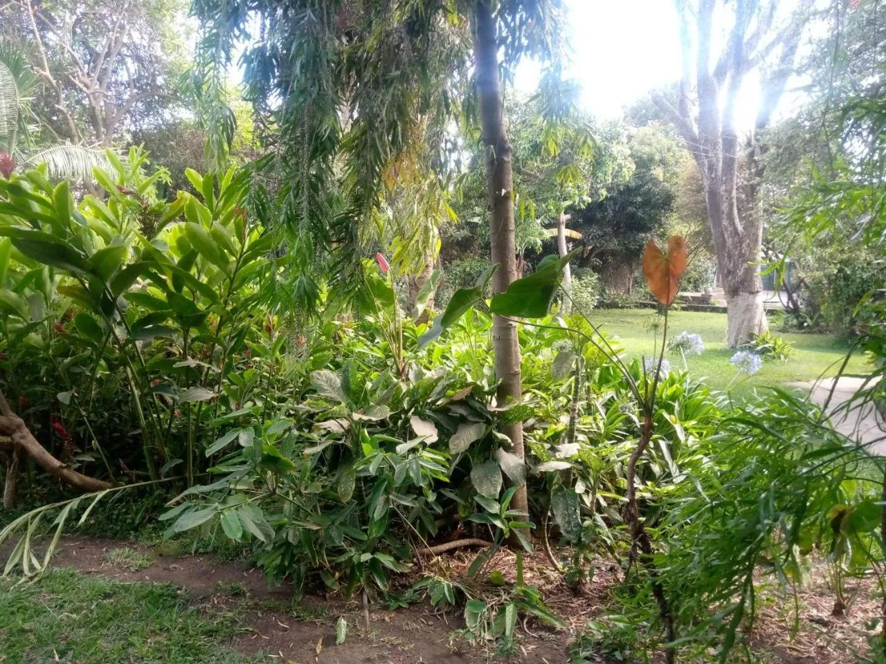 Garden in Karibu Heritage House