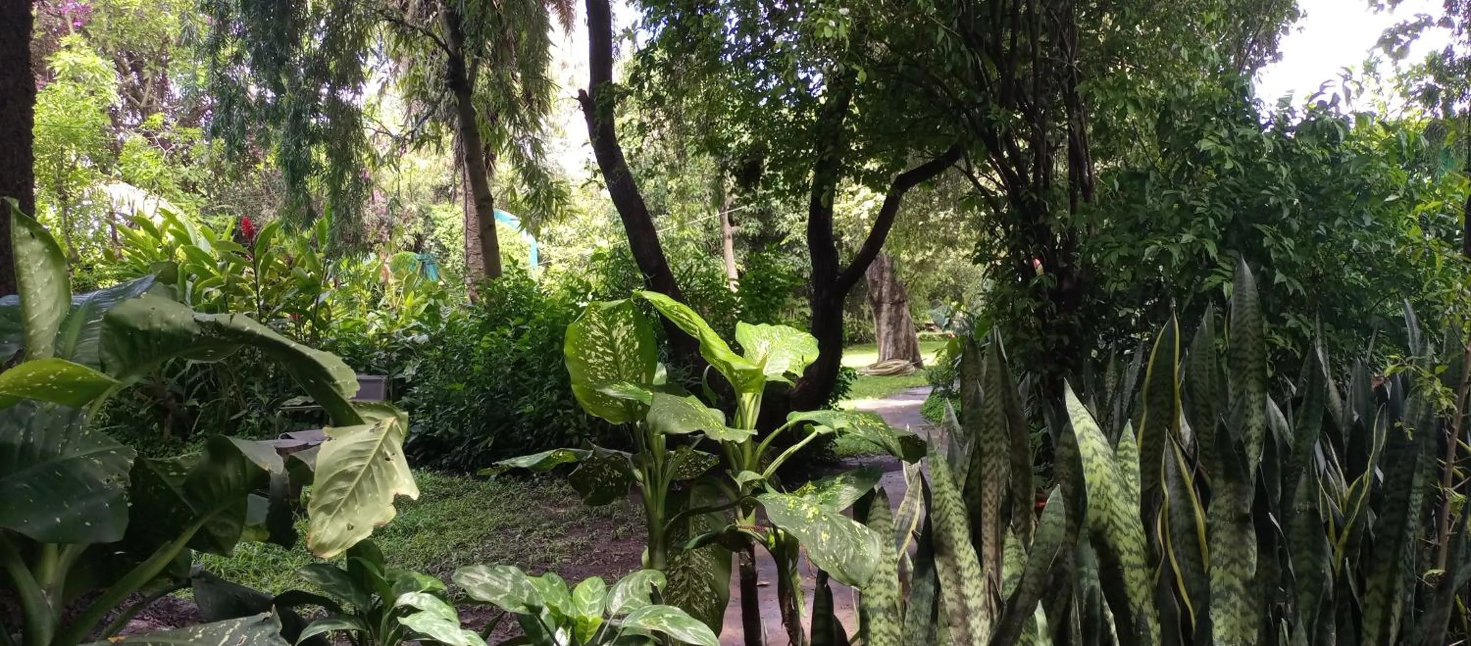 Garden in Karibu Heritage House