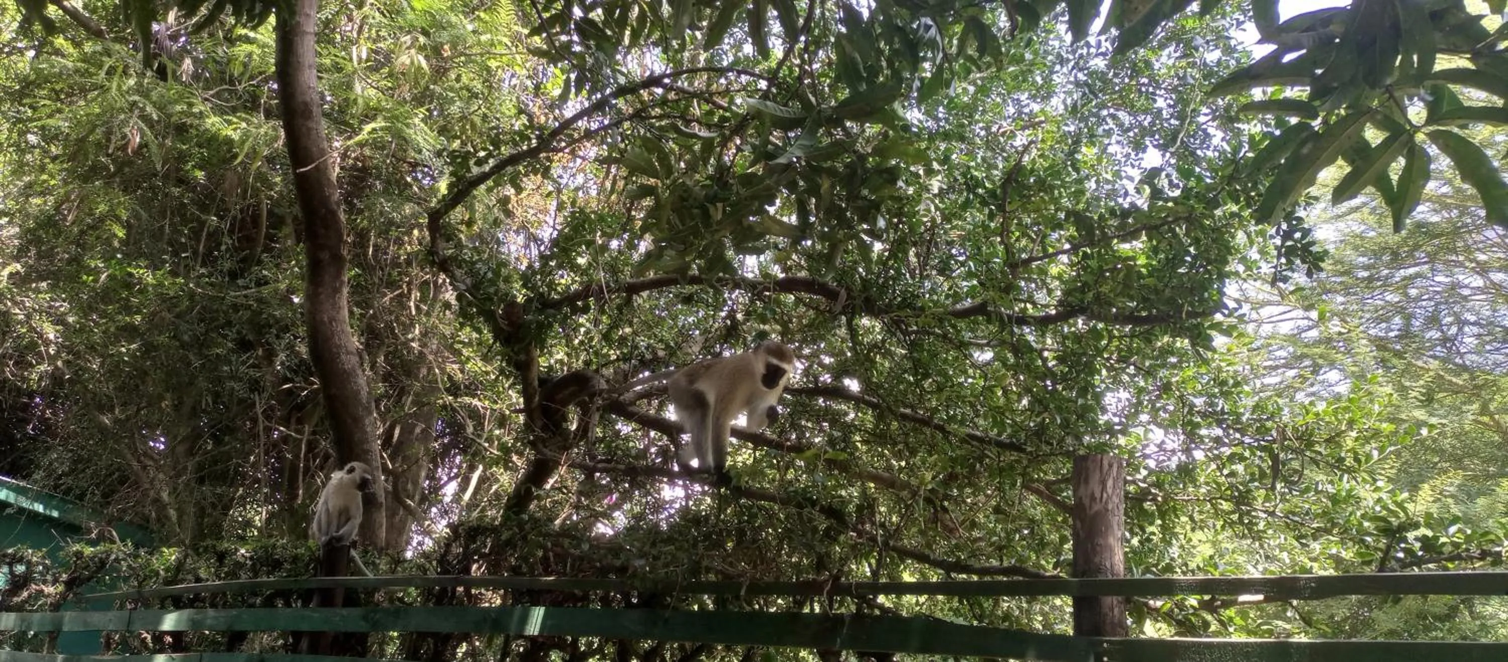 Garden view in Karibu Heritage House