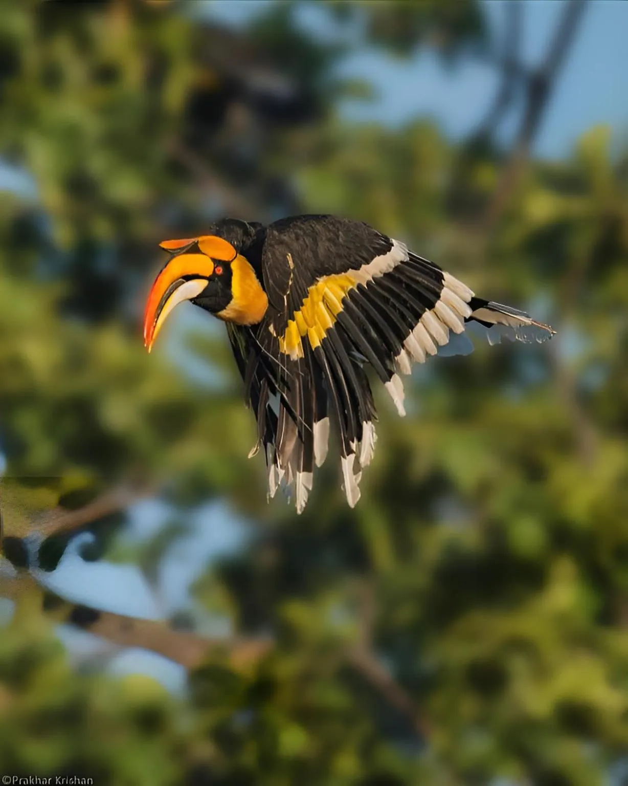 Animals in The Postcard Hideaway, Netravali Wildlife Sanctuary, Goa