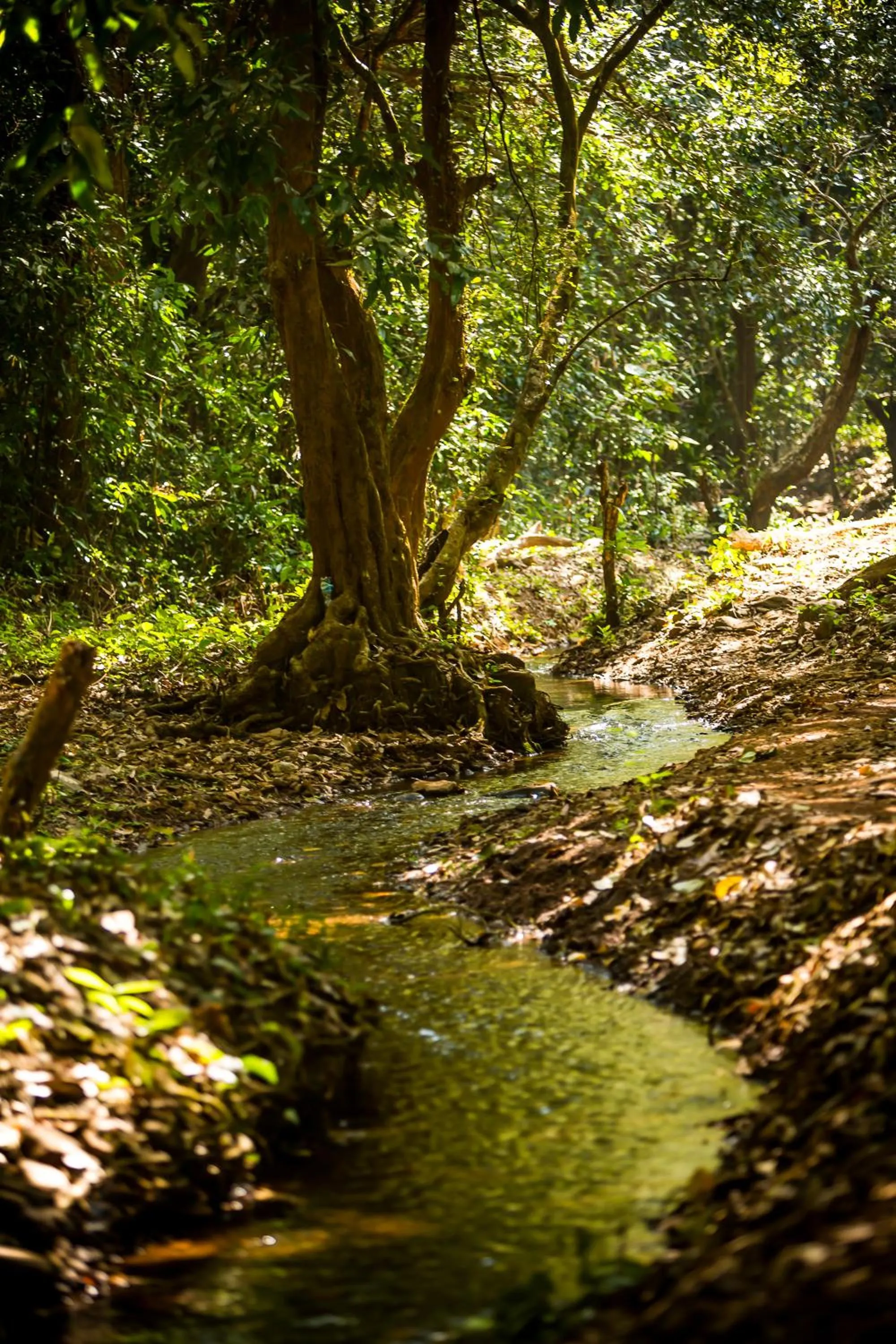 Natural landscape in The Postcard Hideaway, Netravali Wildlife Sanctuary, Goa