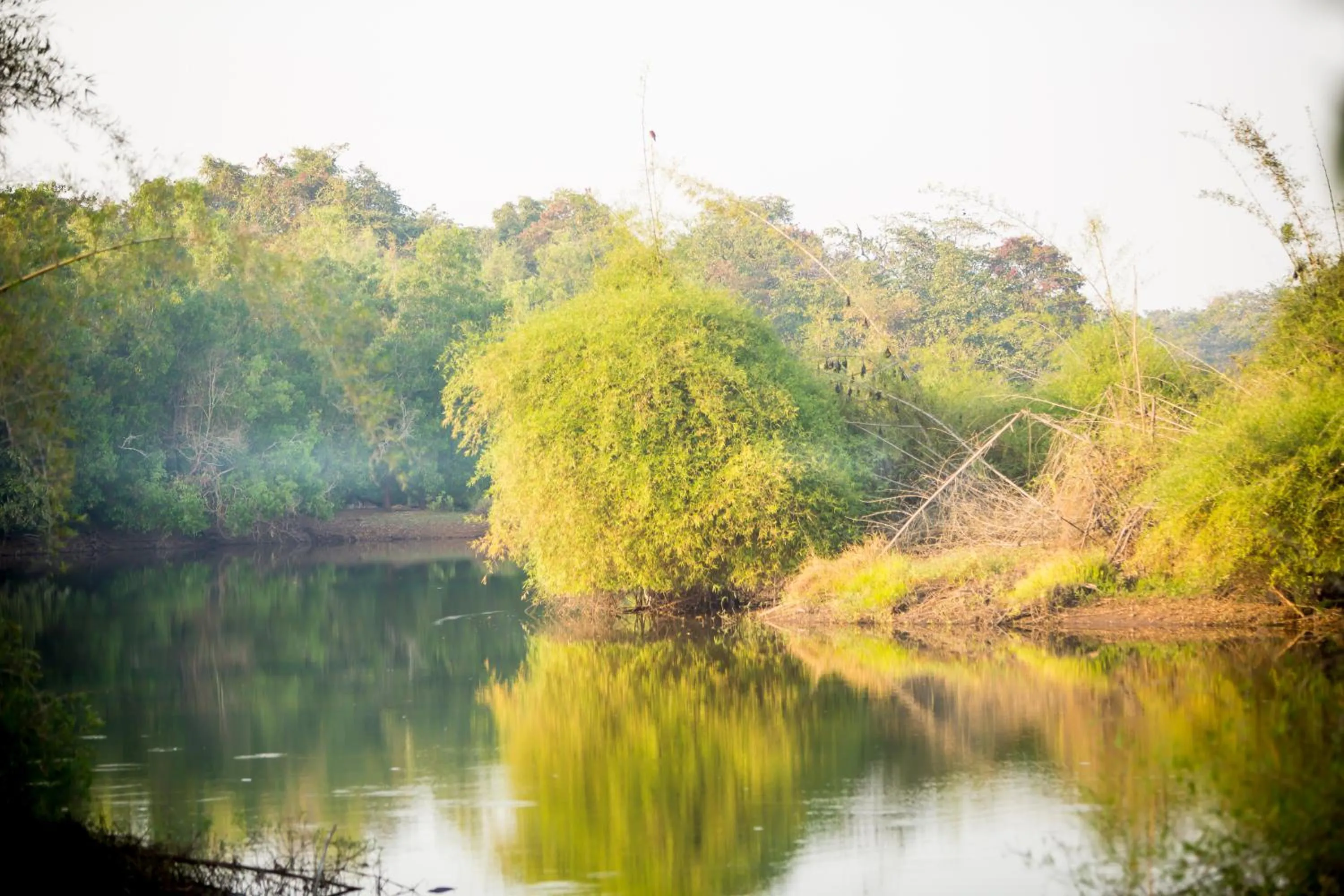 Natural landscape in The Postcard Hideaway, Netravali Wildlife Sanctuary, Goa