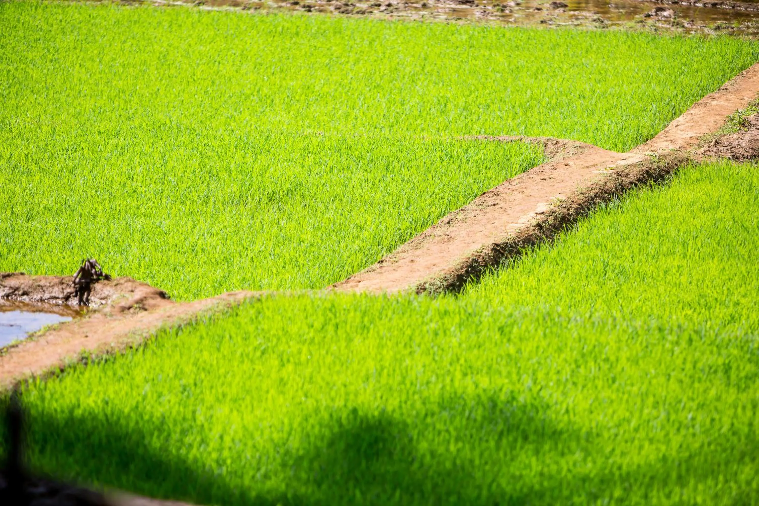 Natural landscape in The Postcard Hideaway, Netravali Wildlife Sanctuary, Goa