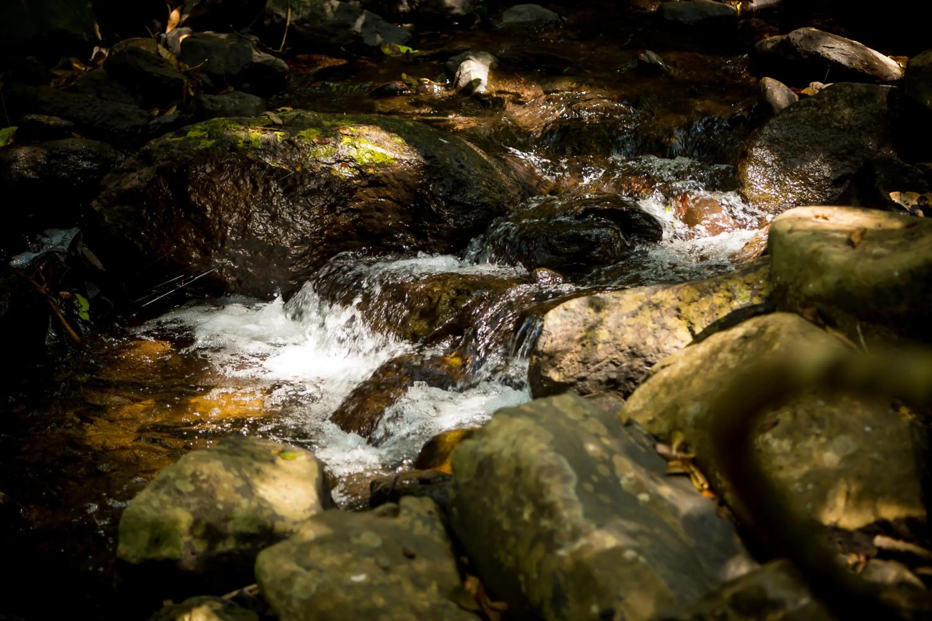 Nearby landmark in The Postcard Hideaway, Netravali Wildlife Sanctuary, Goa